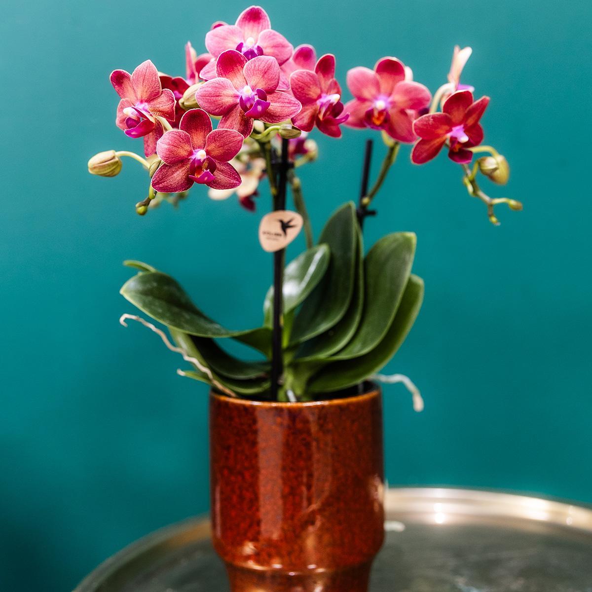 Roten Phalaenopsis-Orchidee im edlen roten Topf online