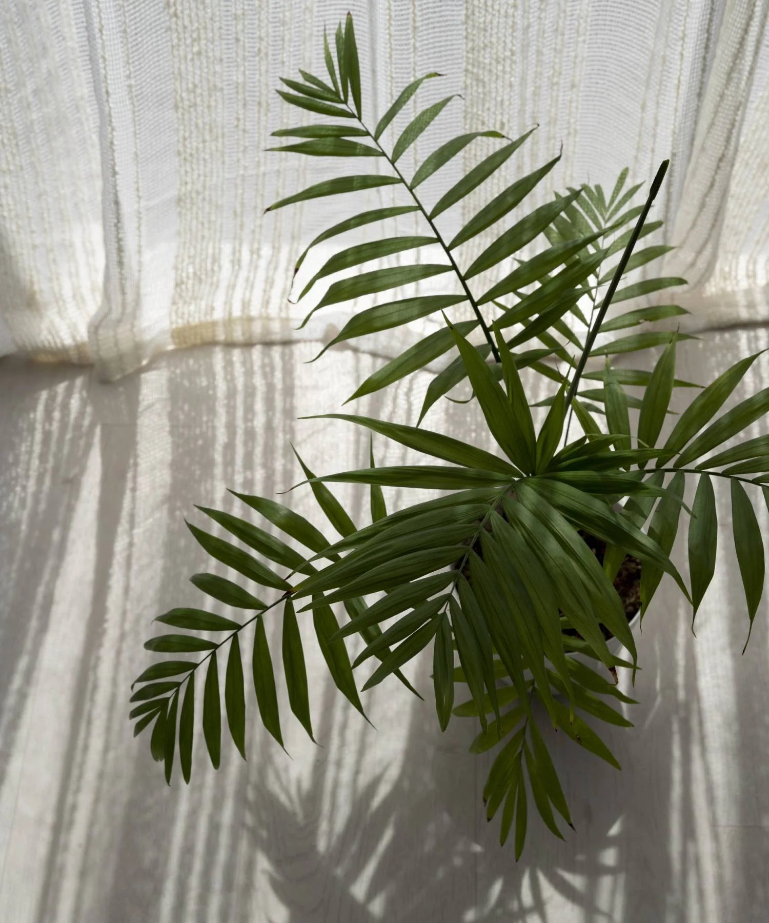 Palme Zimmerpflanze kaufen