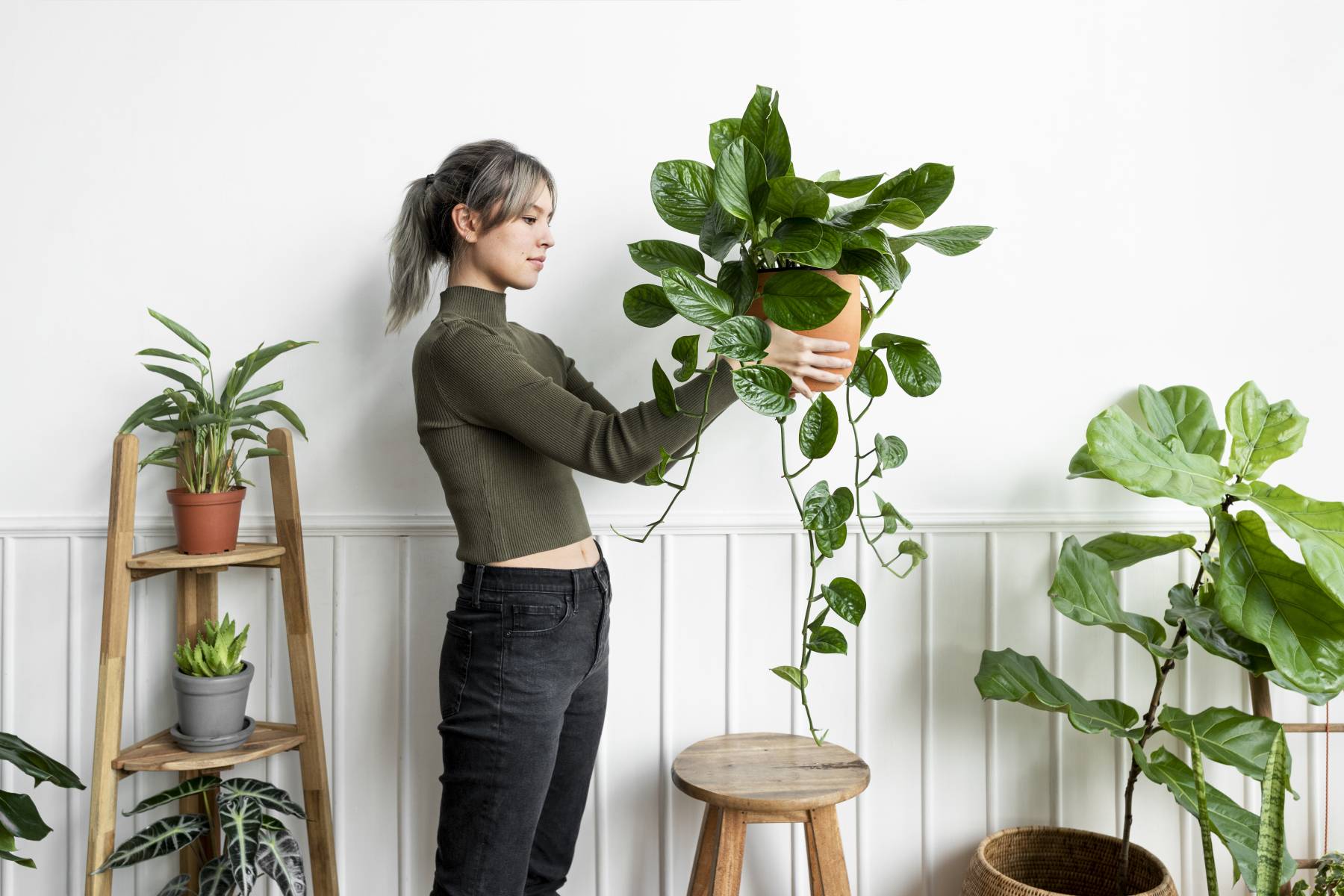 Luftreinigende Zimmerpflanzen Online Kaufen