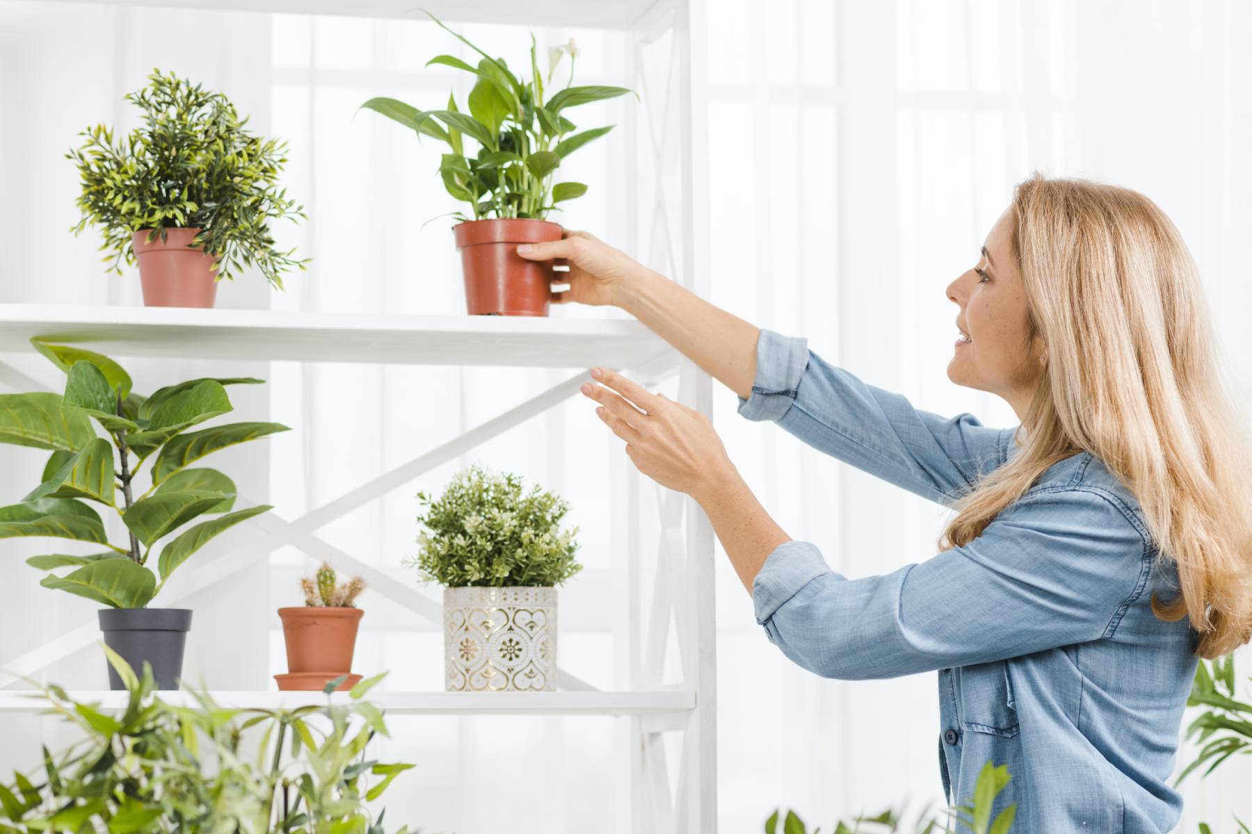Luftreinigende Zimmerpflanzen