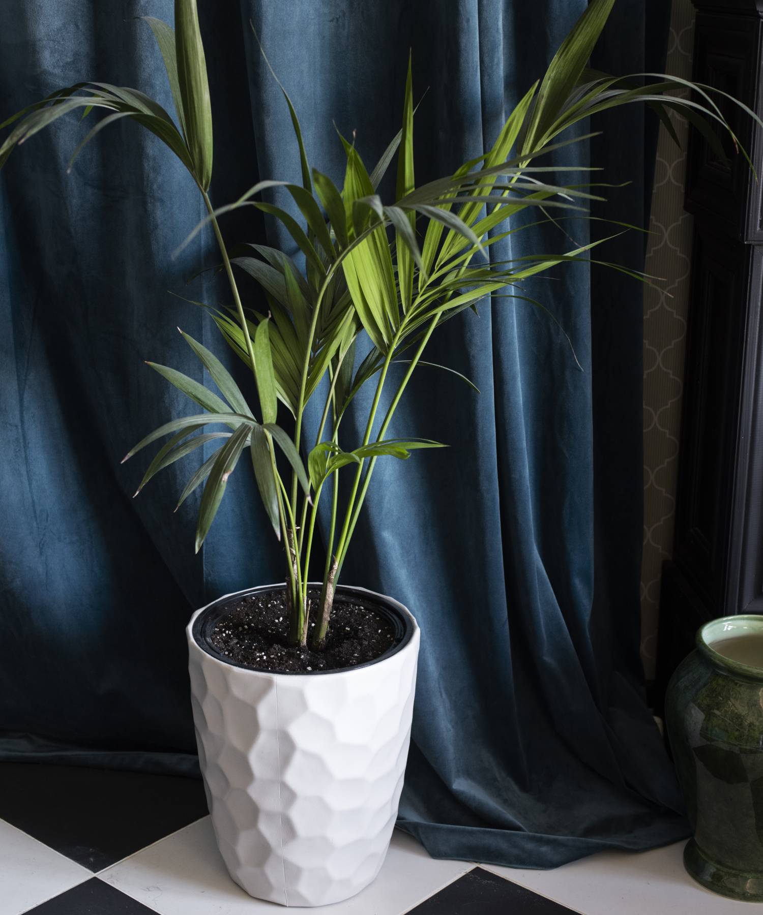 Palme Zimmerpflanzen Online Kaufen