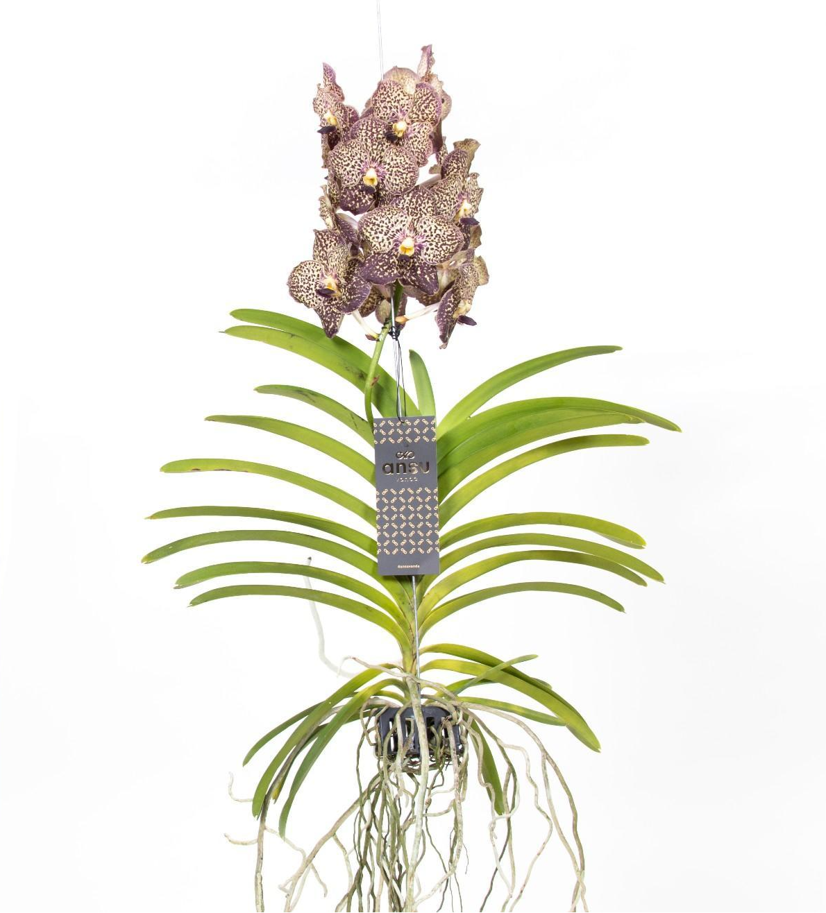 Vanda Orchidee kaufen