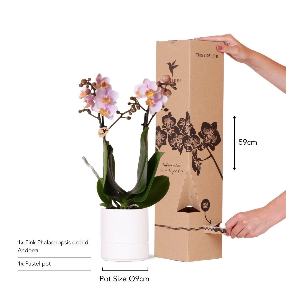 Rose phalaenopsis orchidee + Pastell Topf