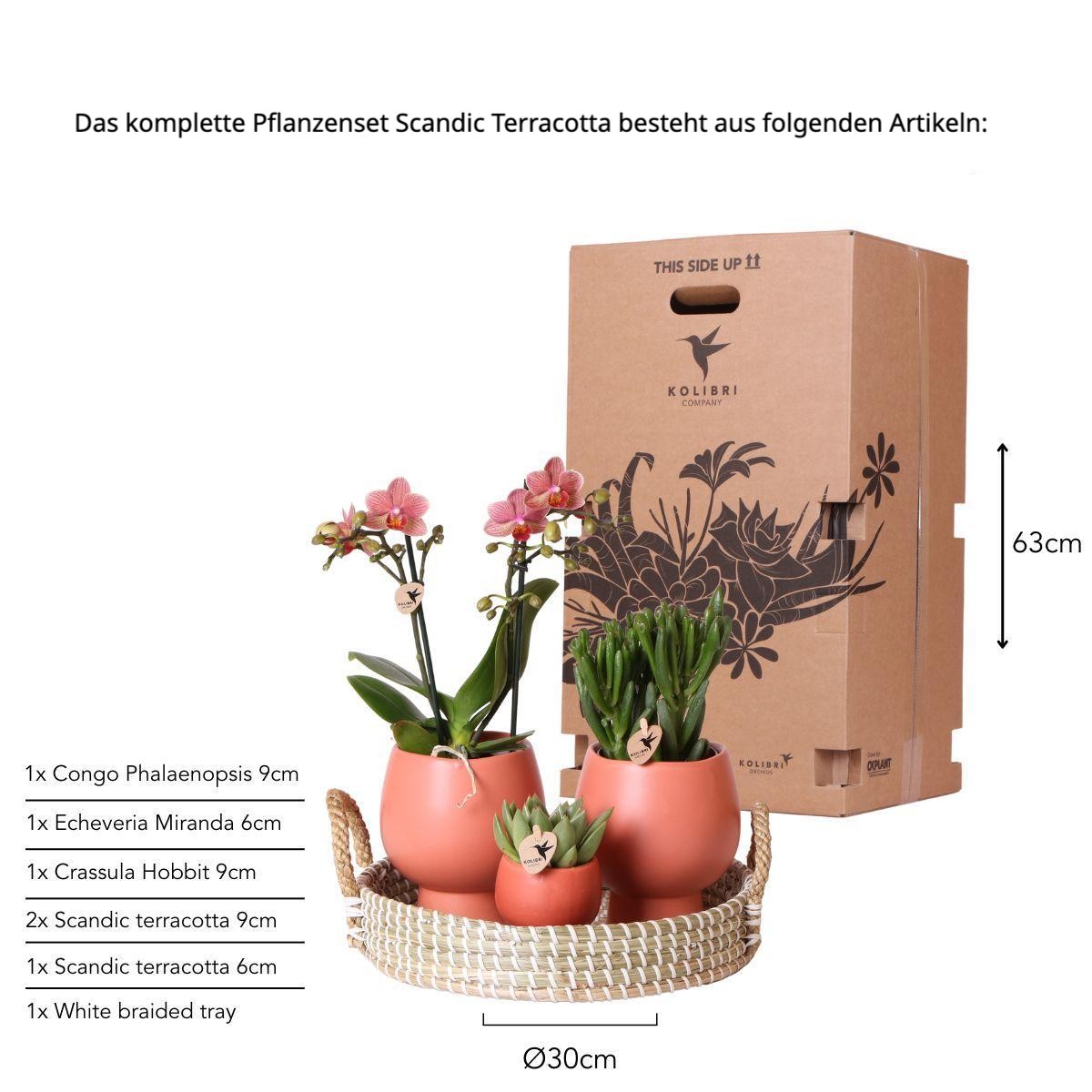 Geschenkset | Pflanzenset inkl. keramischer Deko-Töpfe