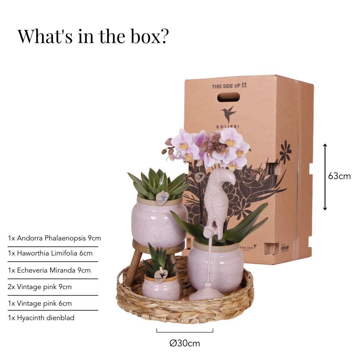 Coffret cadeau romantique | Ensemble de plantes roses