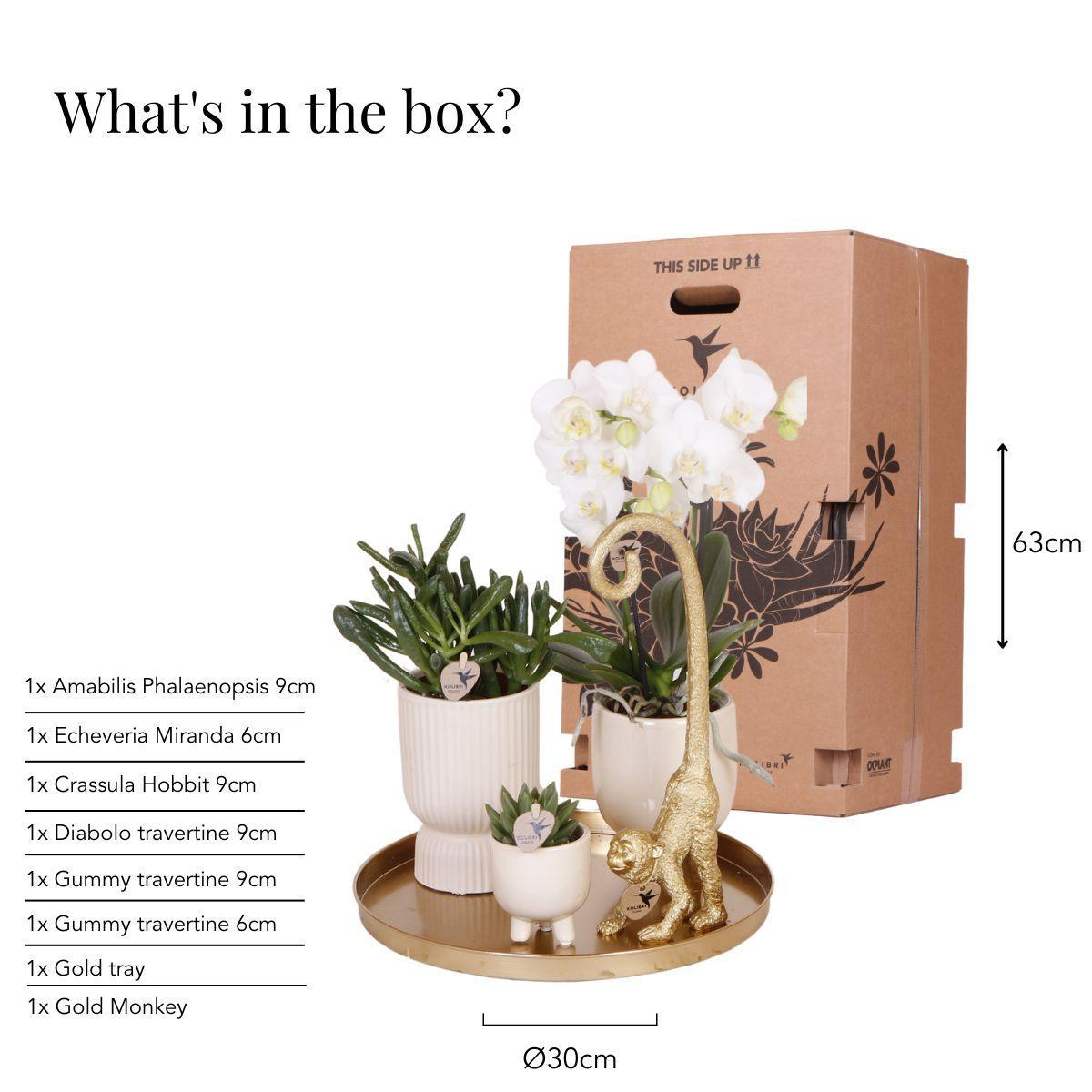 Coffret cadeau de vie de luxe | Ensemble de plantes blanc