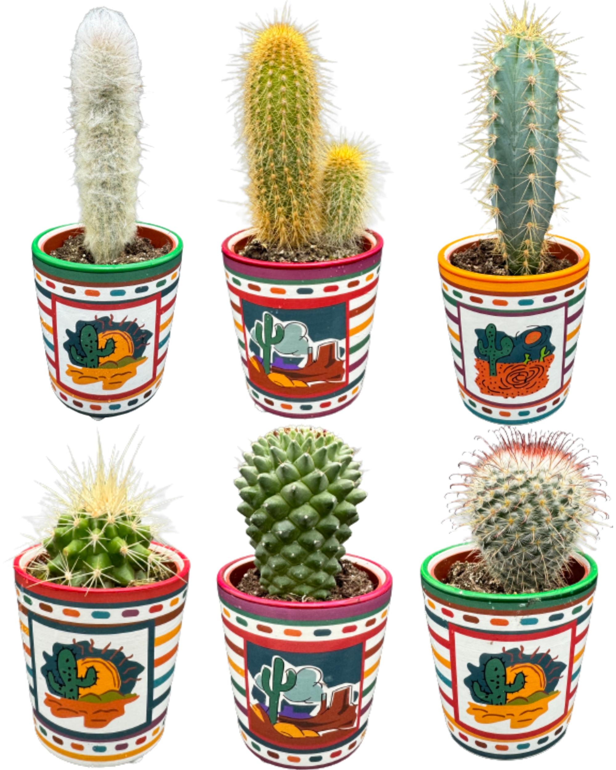 Mix de cactus avec pots décoratifs - (6 pièces)