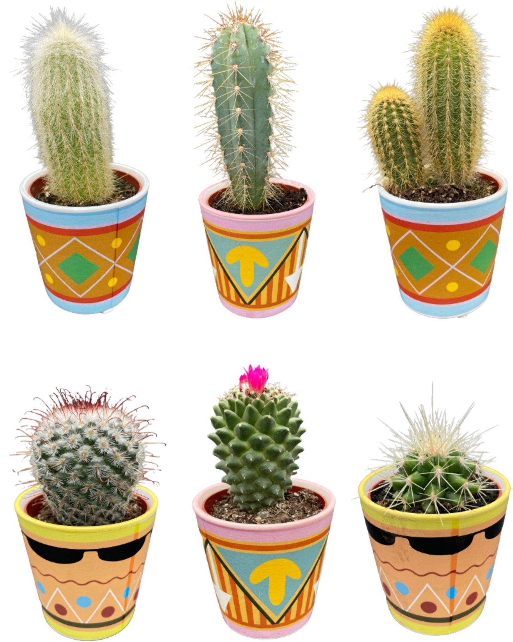 Kaktus-Mix mit dekorativen Töpfen - (6 Stuks)