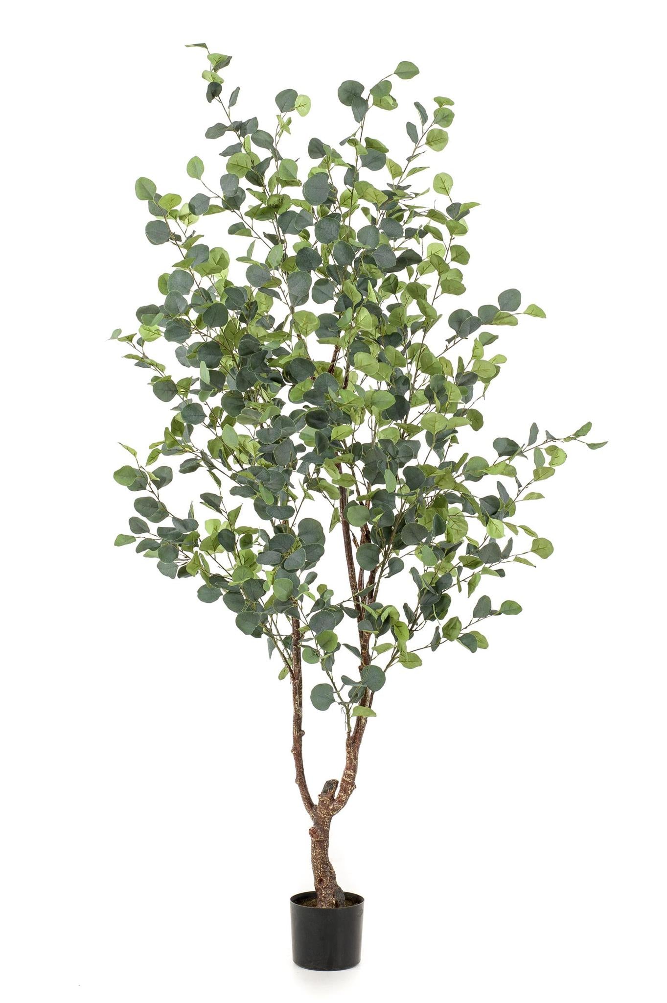 Eucalyptus artificiel