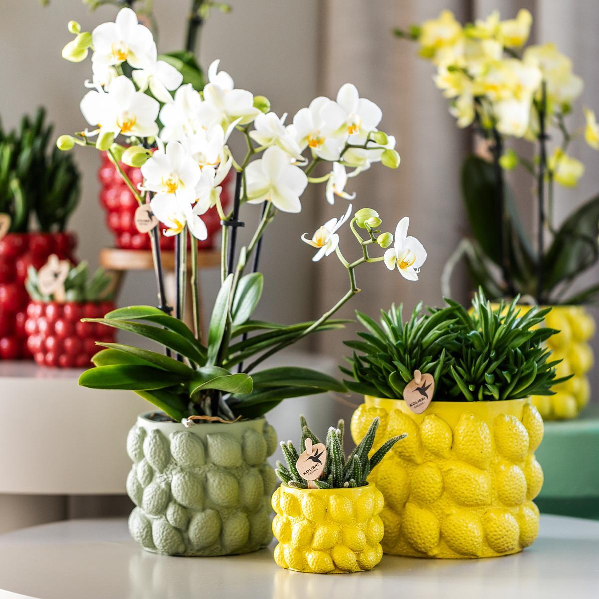 Pot en céramique pour orchidées | Agrumes - Ø9cm