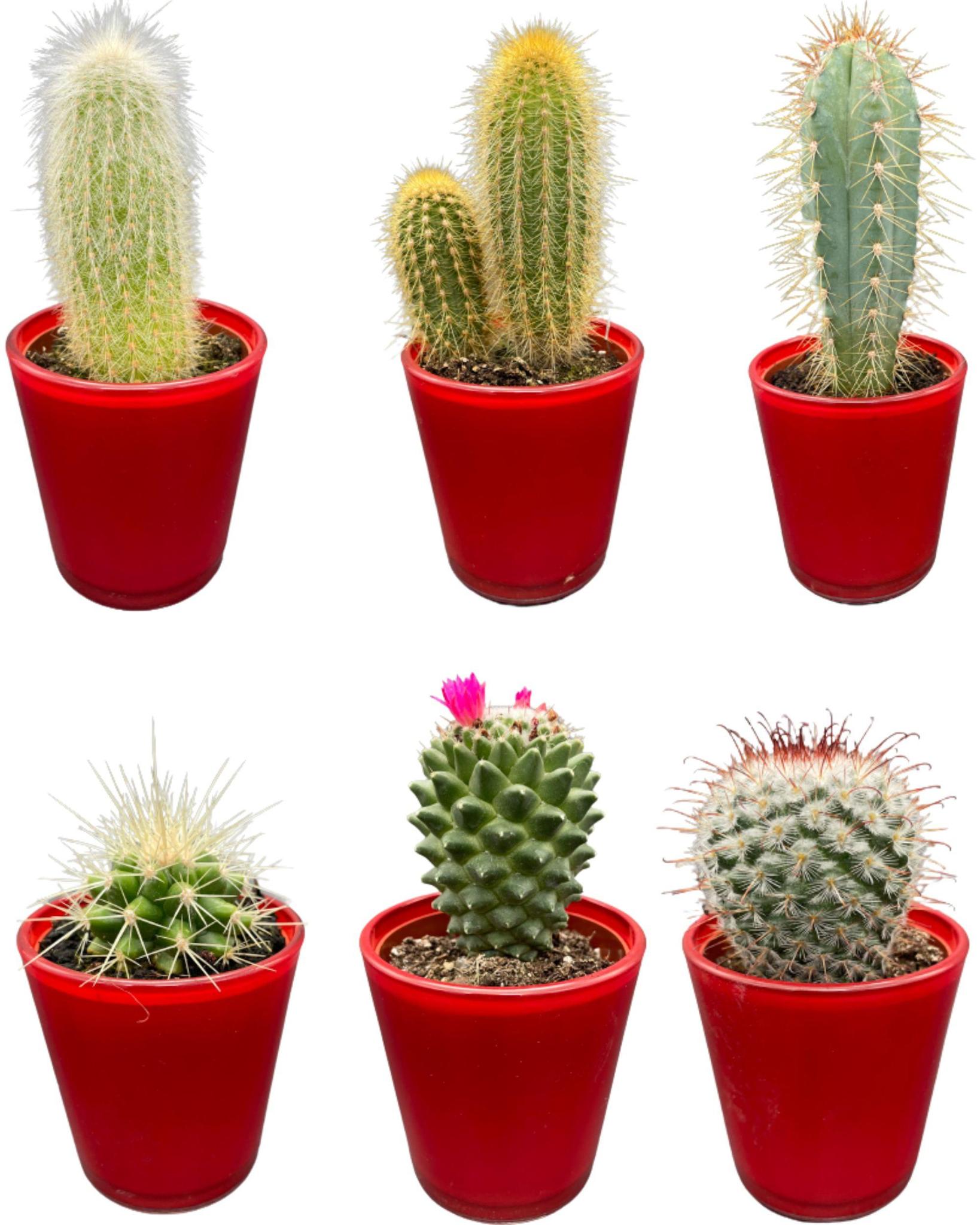 Kaktus-Mix mit dekorativen Töpfen - (6 Stuks)