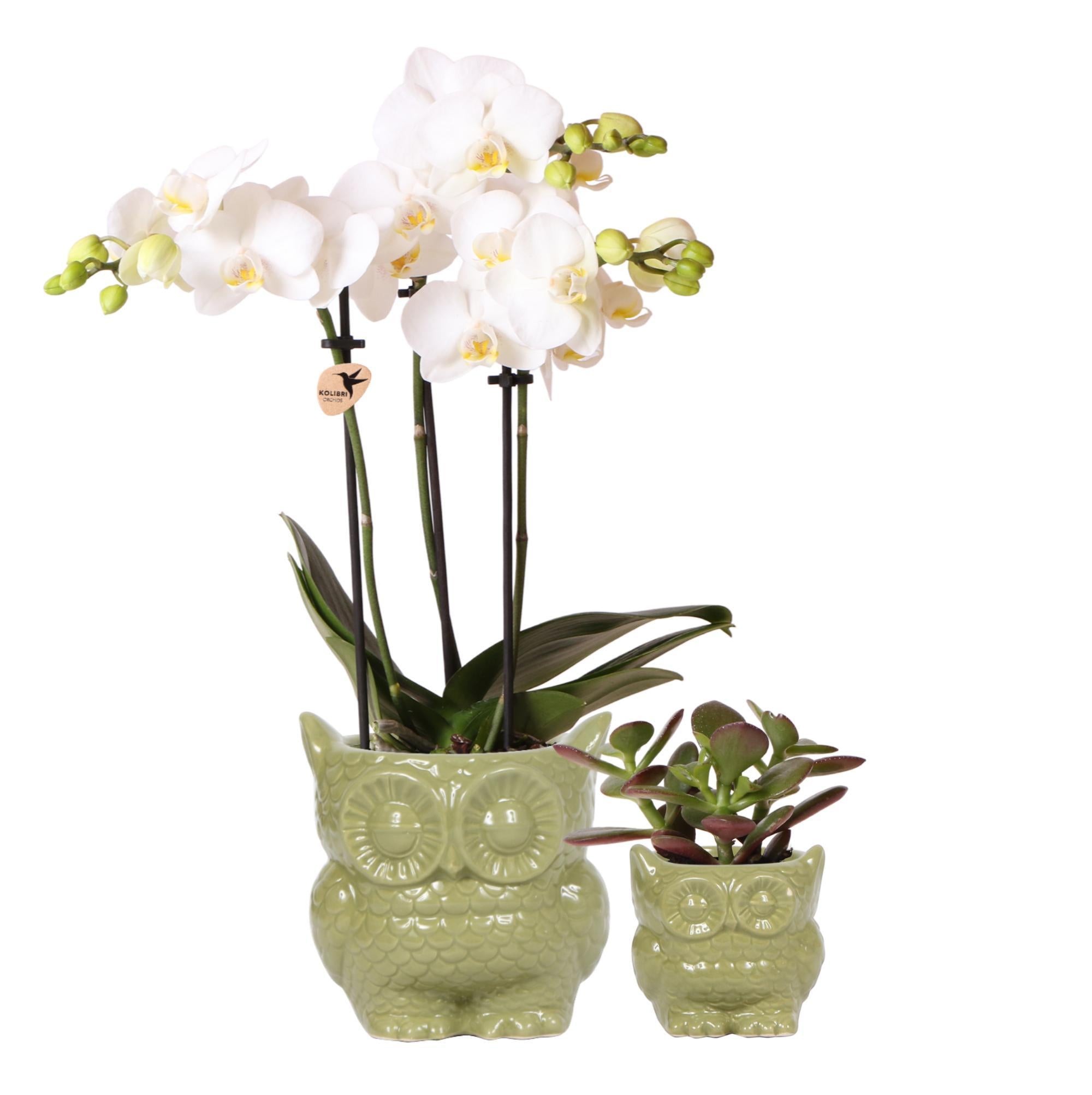 Duo Orchidee und Sukkulente| inkl. Keramik-Ziertöpfe