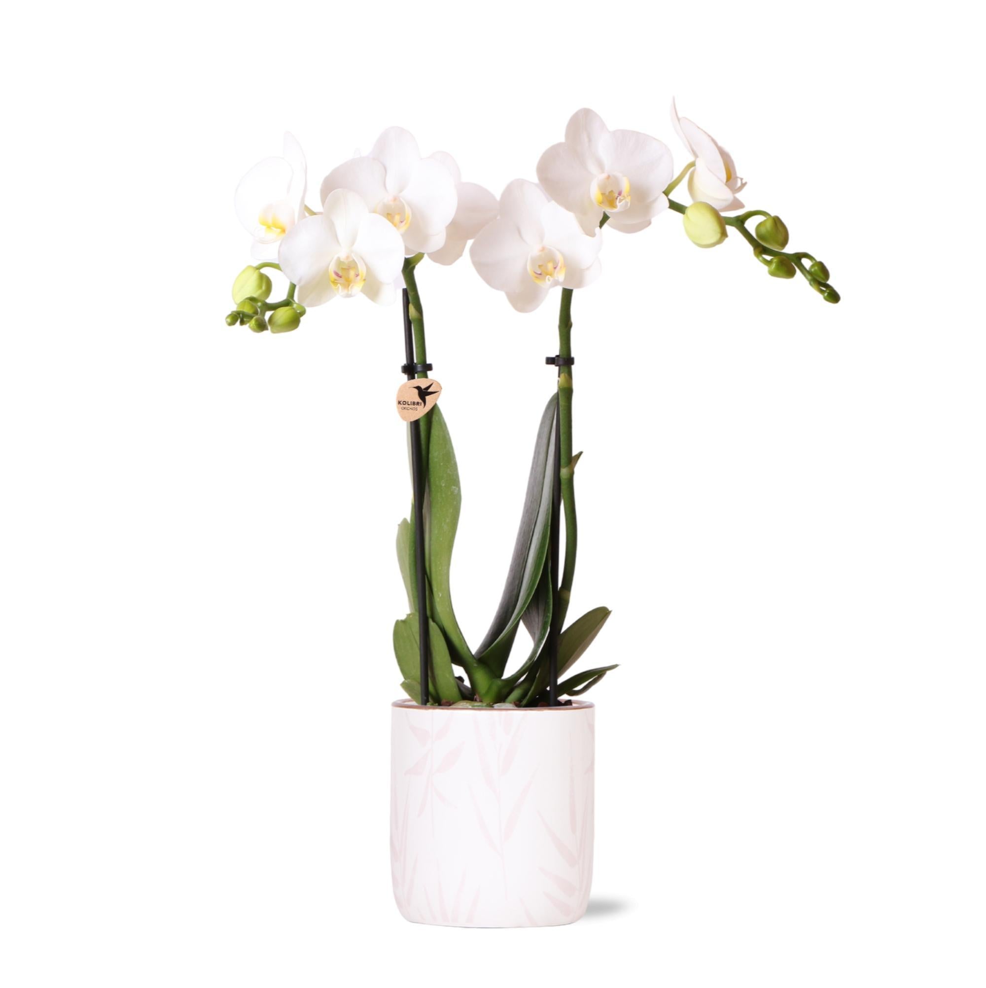 Weiße Phalaenopsis-Orchidee + Topf