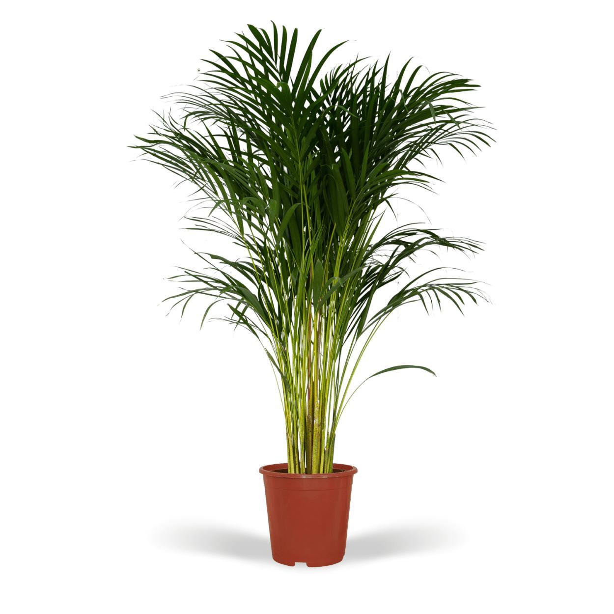 Areca Palme XL (Dypsis Lutescens) - Urbangreen Store