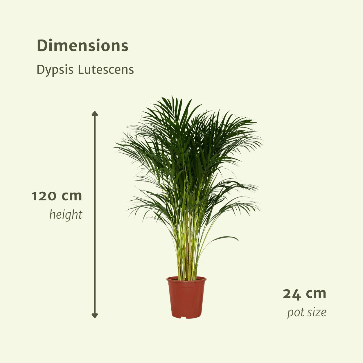 Areca Palme XL (Dypsis Lutescens) - Urbangreen Store