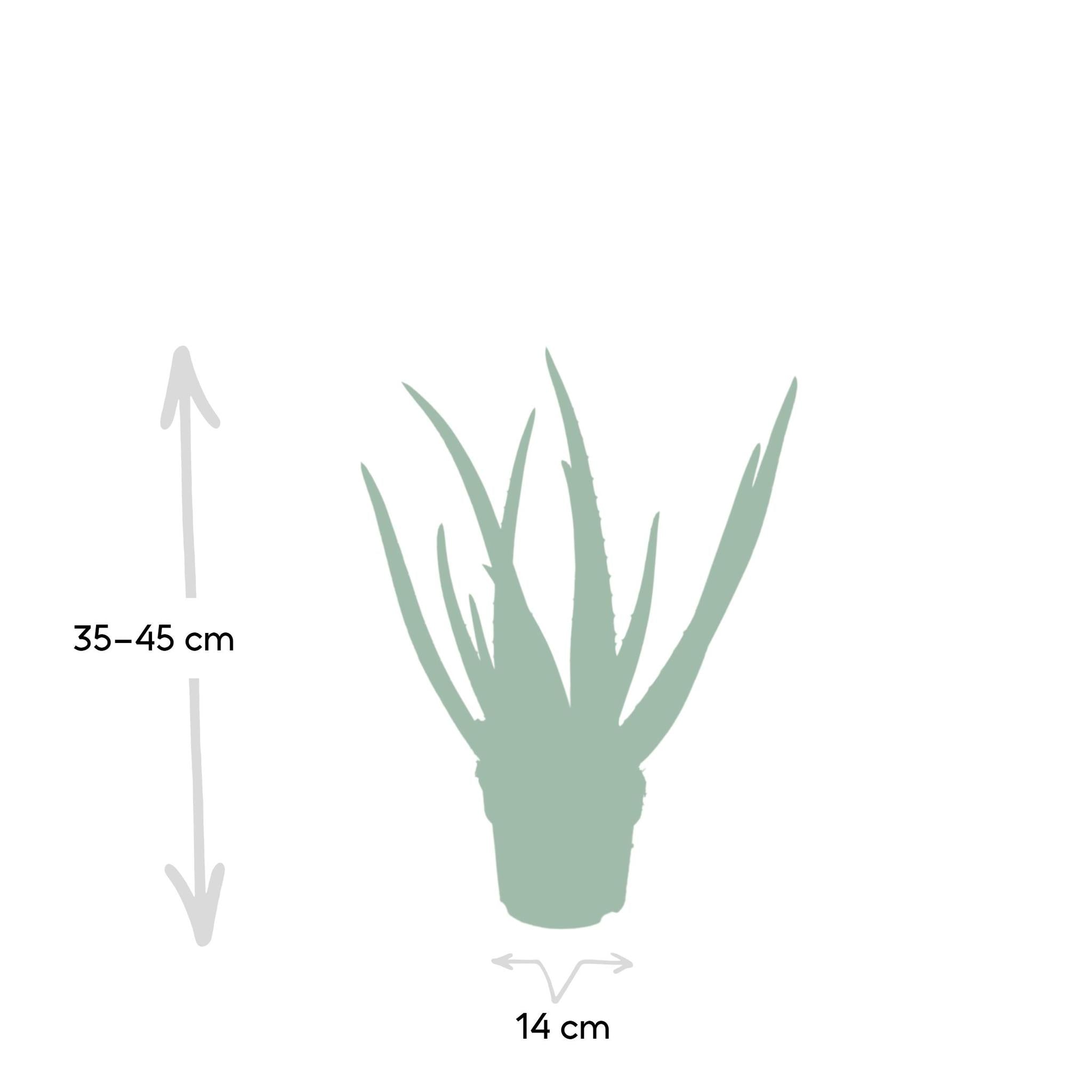 Echte Aloe (Aloe vera) - Urbangreen Store