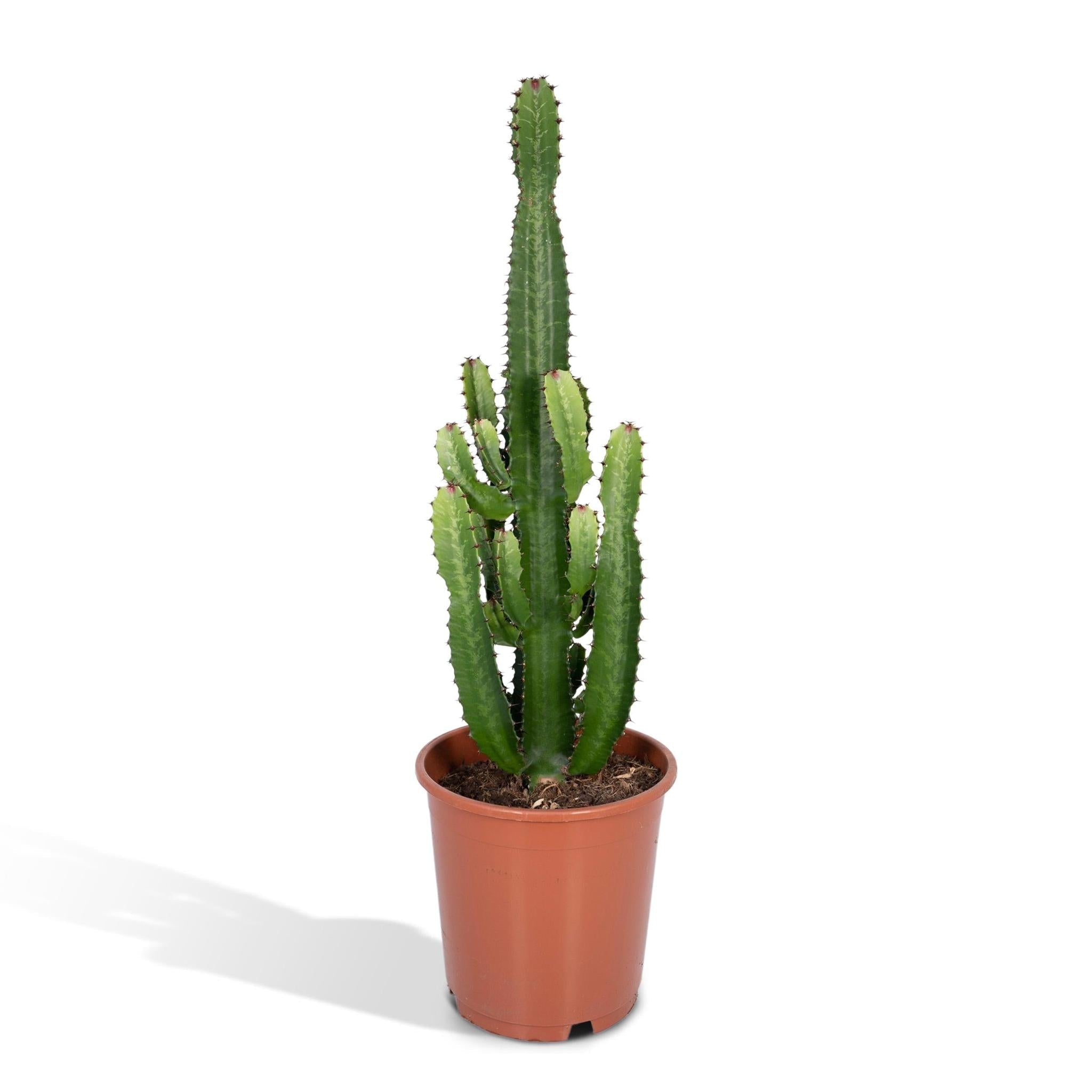 Kaktus Euphorbia Ingens - Urbangreen Store