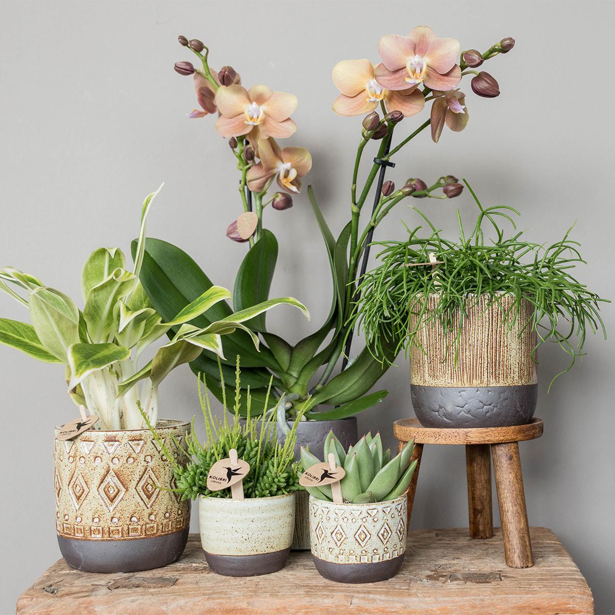Hölzerner Pflanzenständer für Orchideen