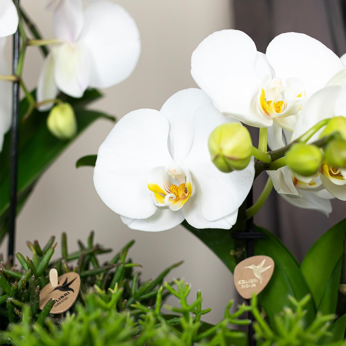 Weiße Phalaenopsis-Orchidee - Niagara Fall online kaufen