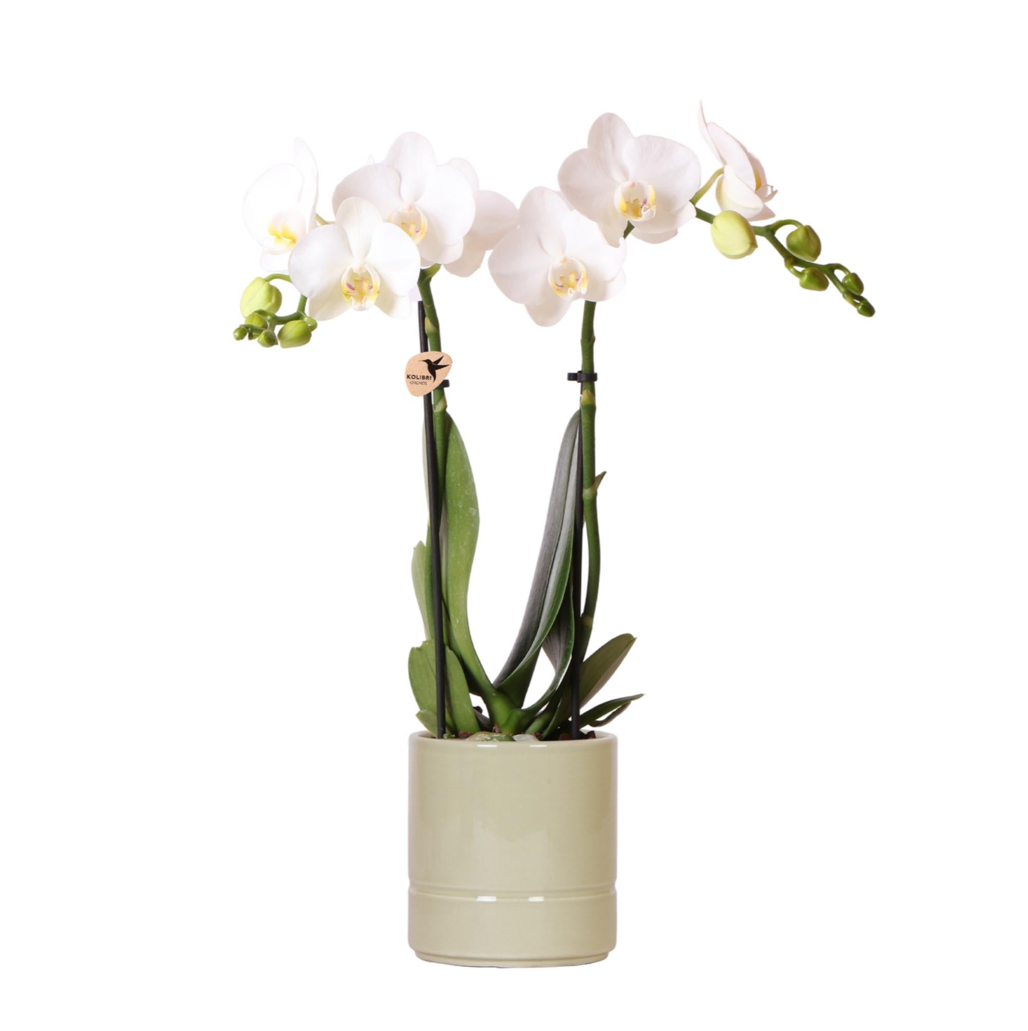 Weiße Phalaenopsis-Orchidee + Topf