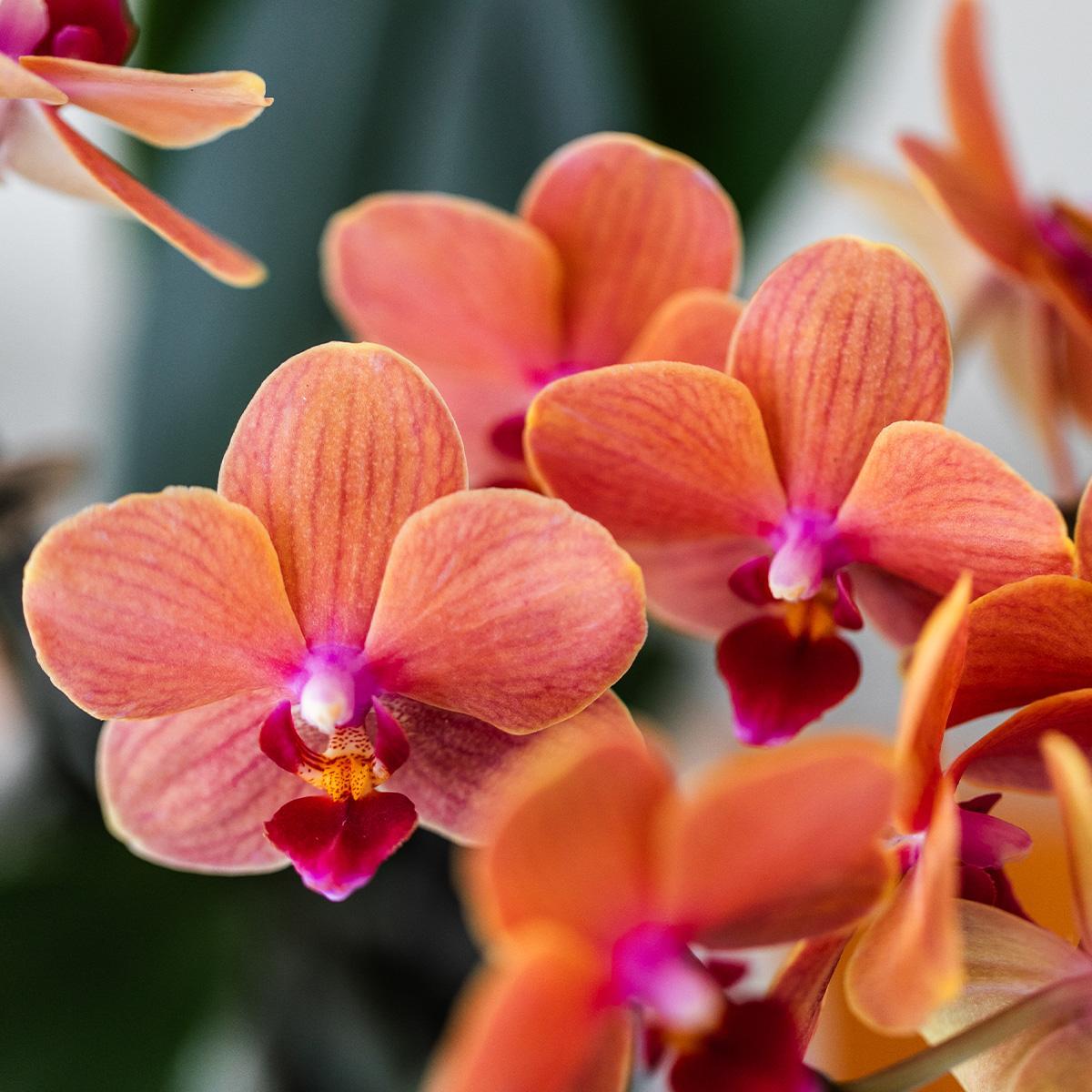 Orangen Phalaenopsis-Orchidee im Bubble Topf