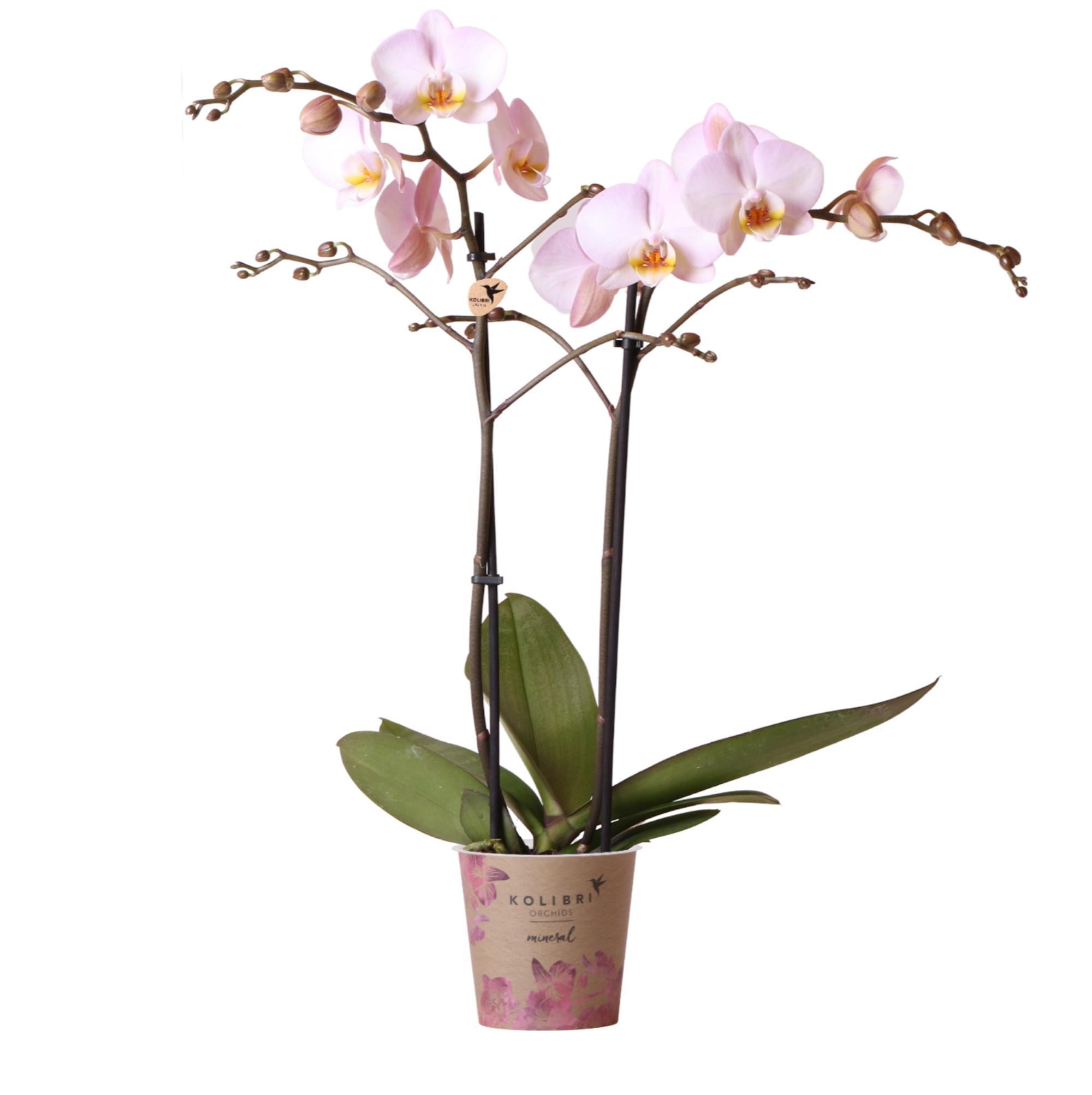 Rosa Phalaenopsis-Orchidee kaufen