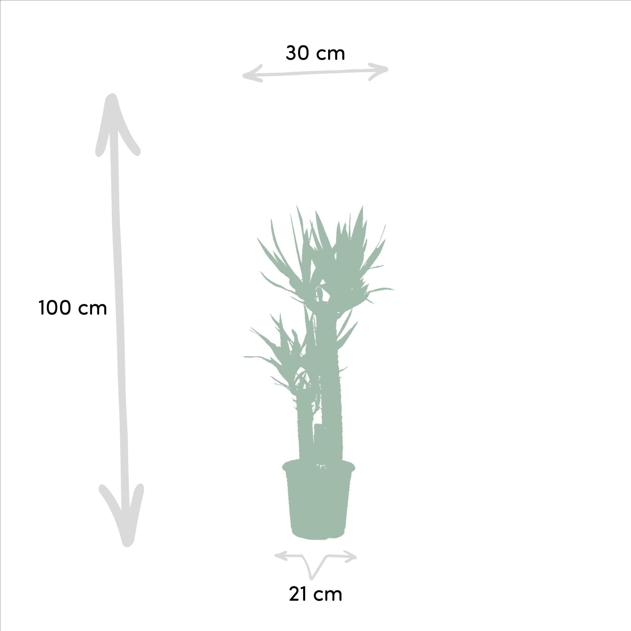 Yucca Mix Pflanze Groß