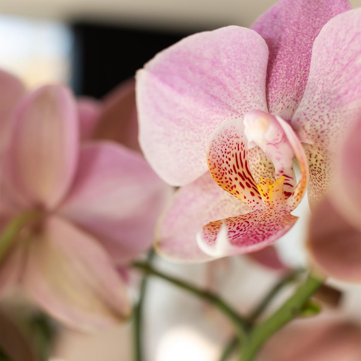 Alte Rose Orchidee (Phalaenopsis) bestellen