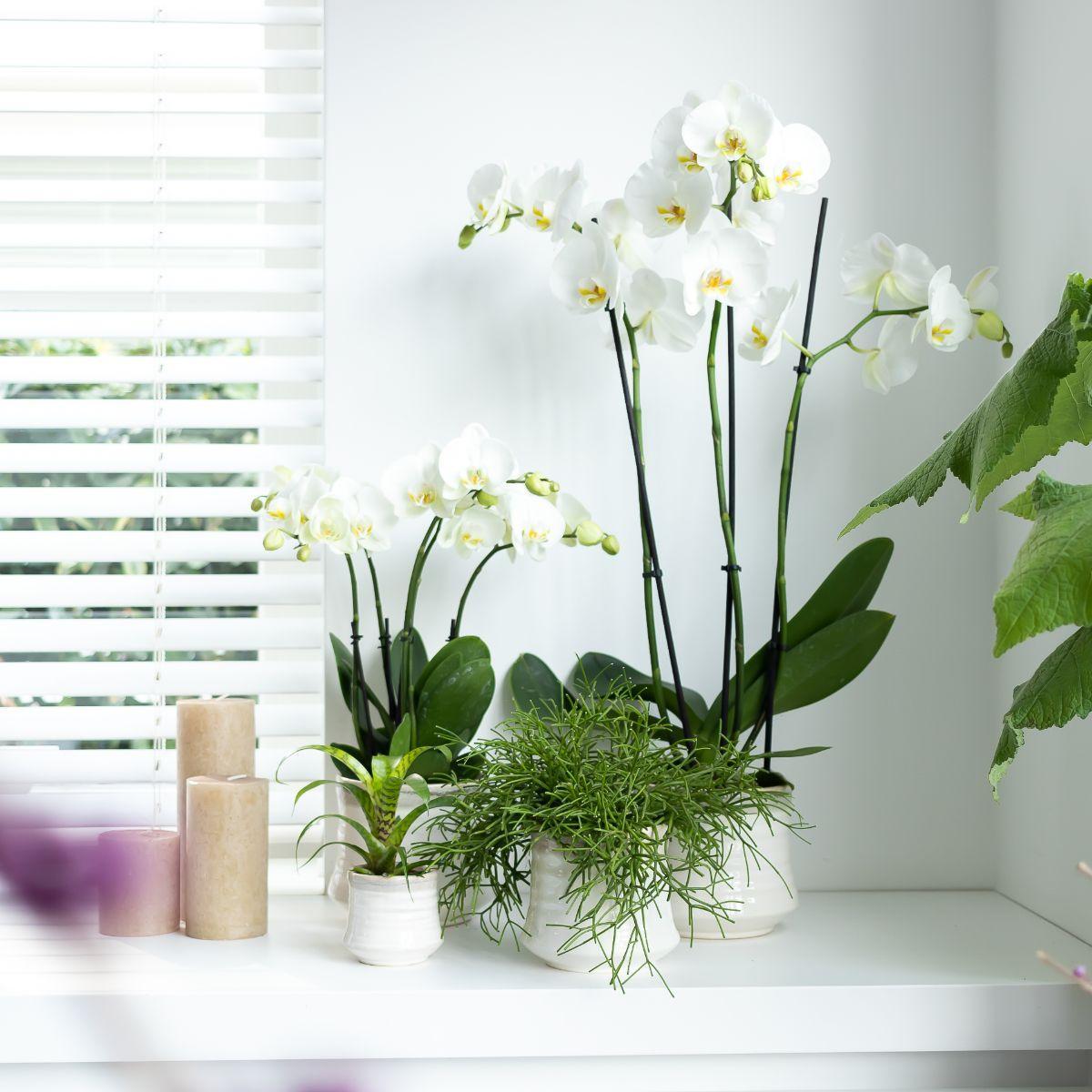 Weiße Phalaenopsis-Orchidee online kaufen