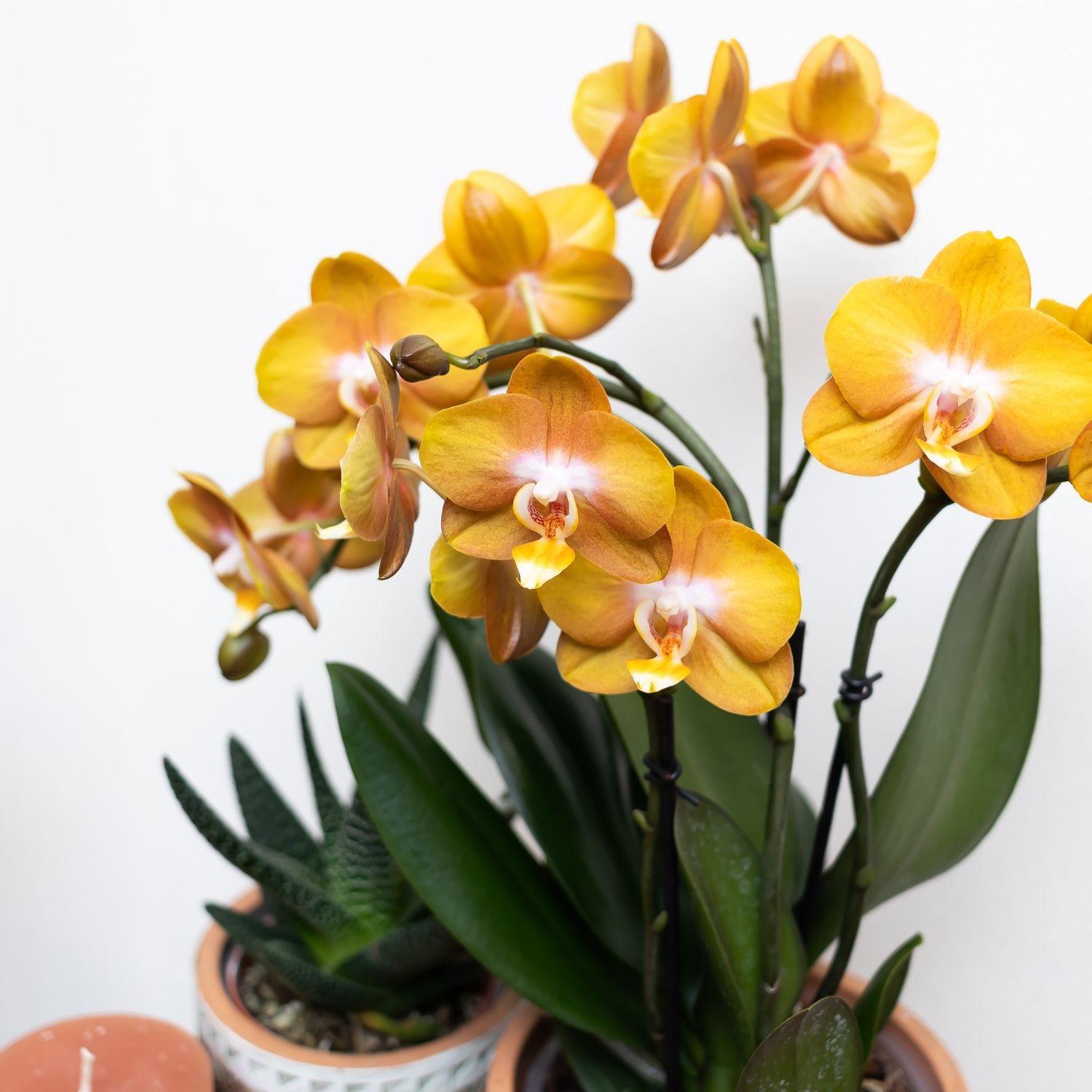 Orange Orchidee Phalaenopsis bestellen