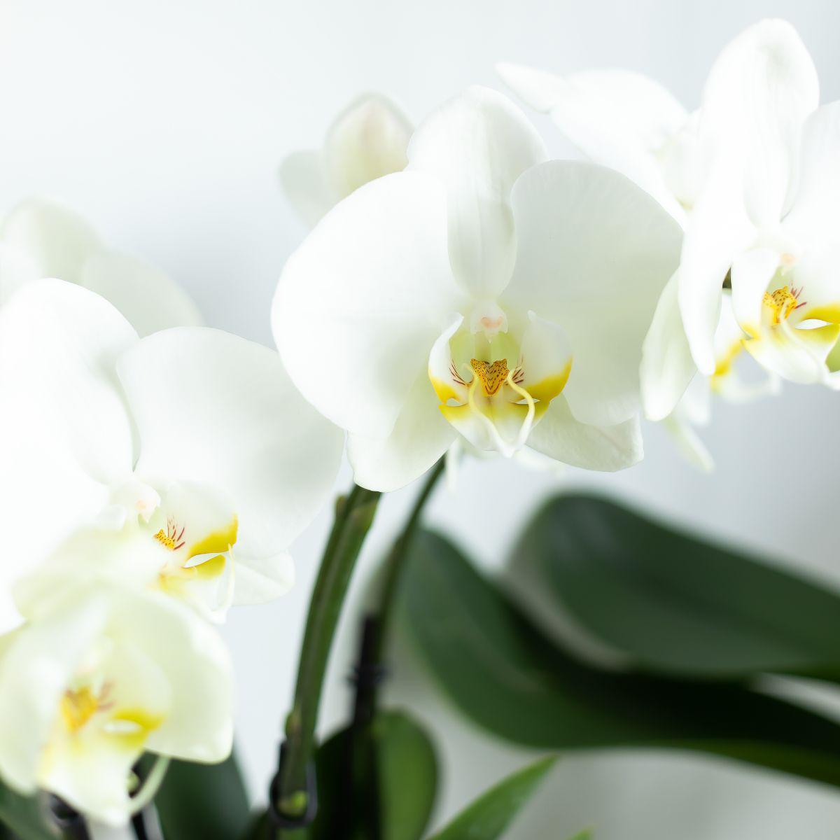 Weiße Orchidee bestellen