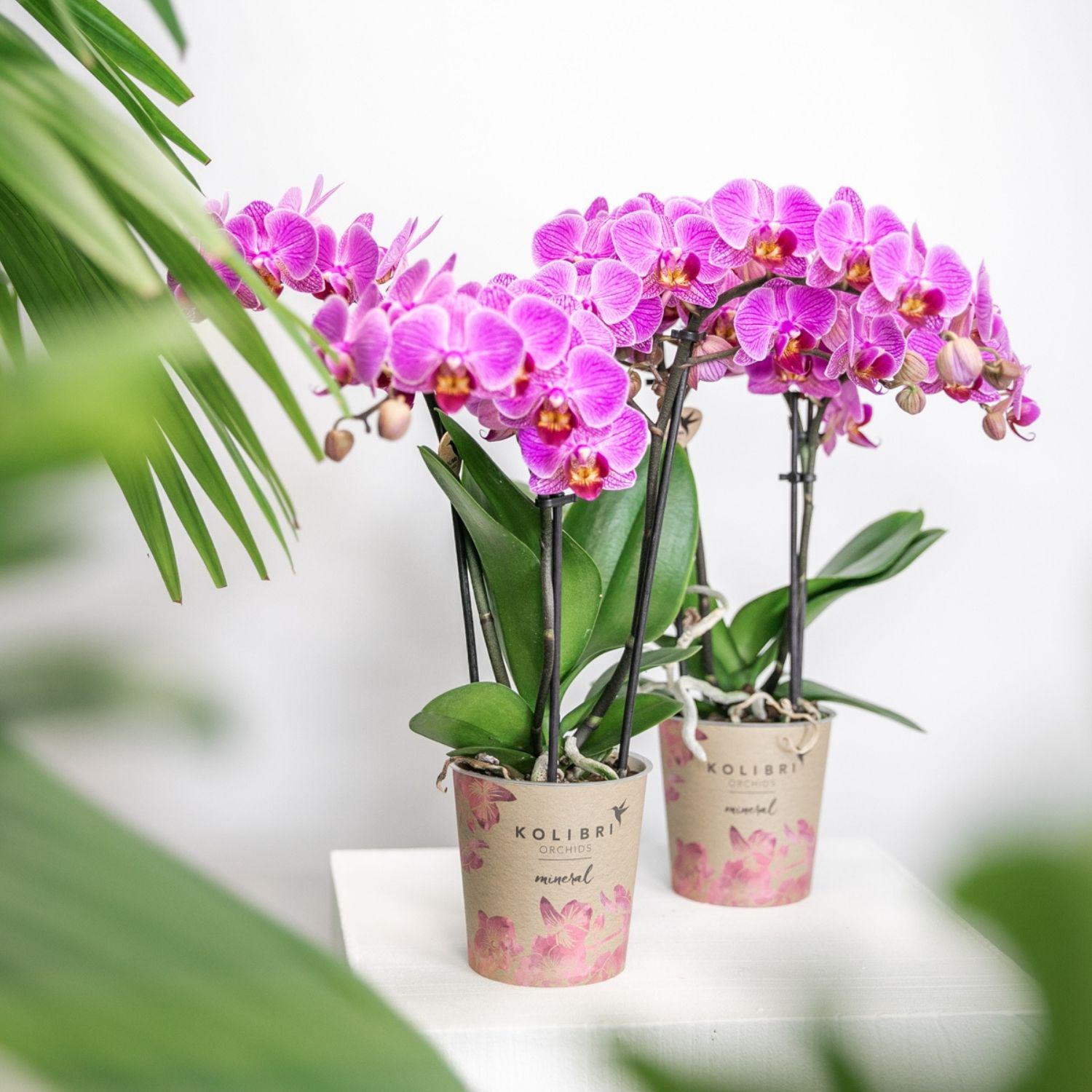 rosa Phalaenopsis-Orchidee kaufen