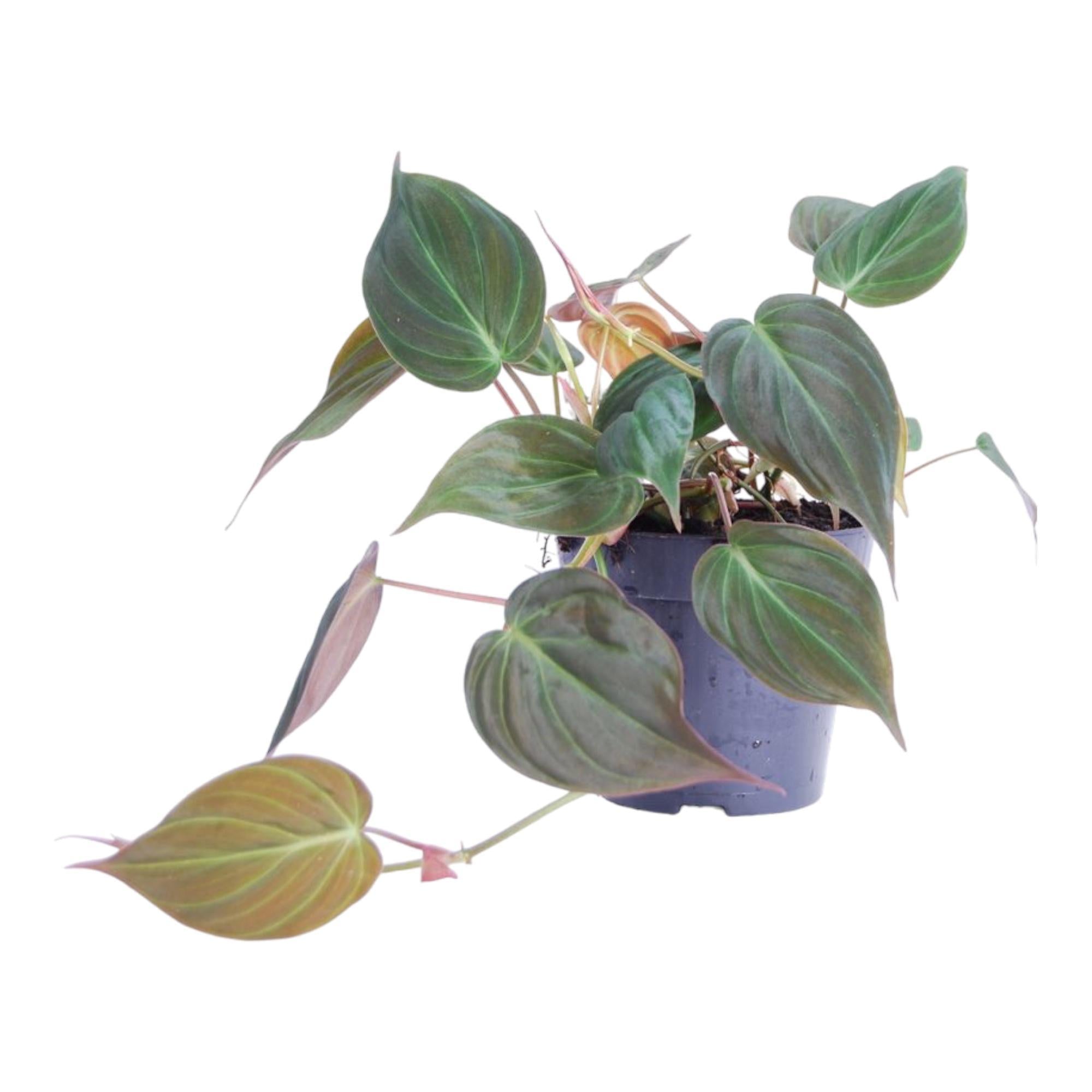 Philodendron scandens 'Micans' (Kletternder Baumfreund) kaufen