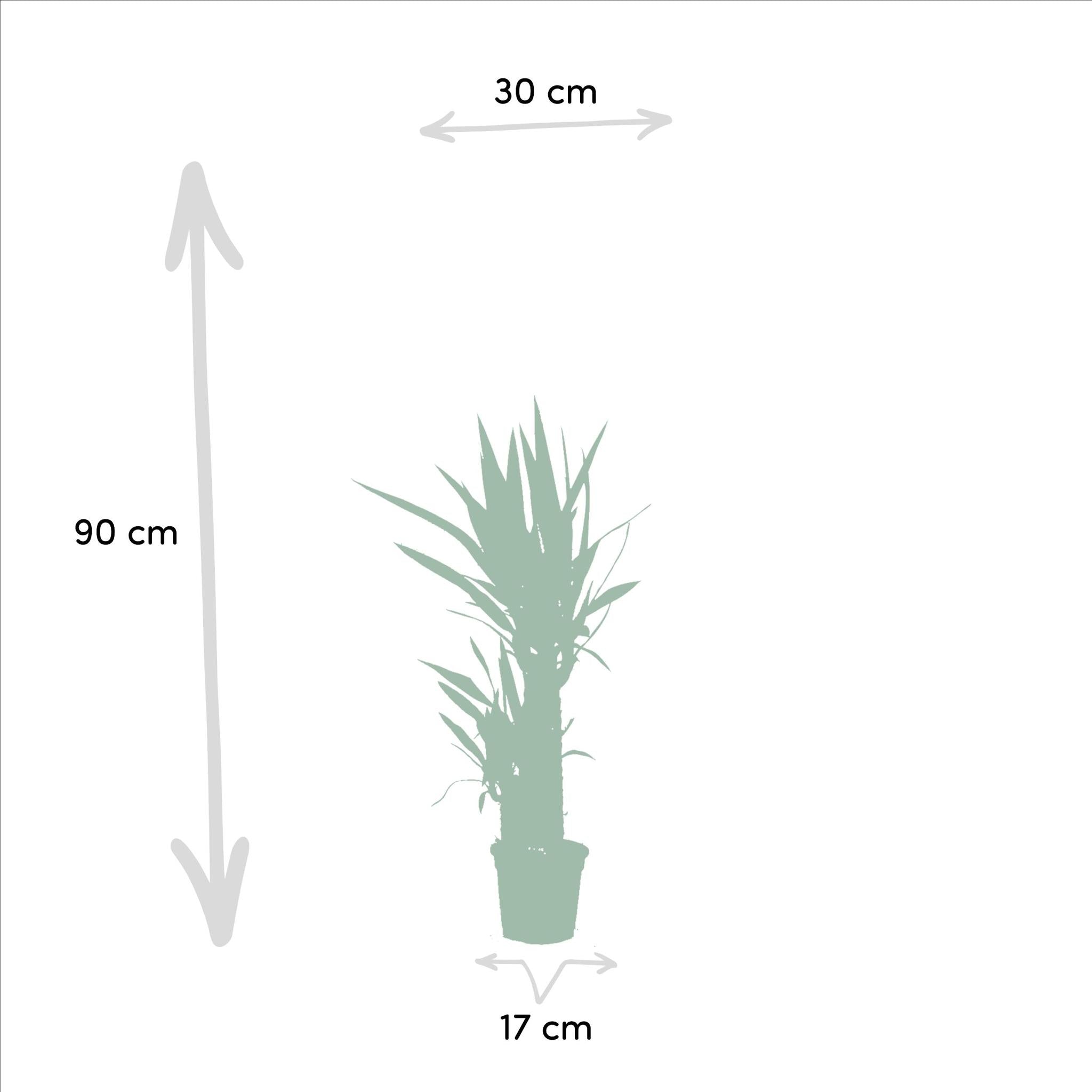 Yucca Mix Pflanze Medium