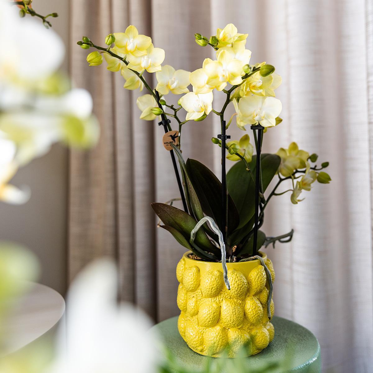 Keramiktopf für Orchideen | Citrus - Ø9cm