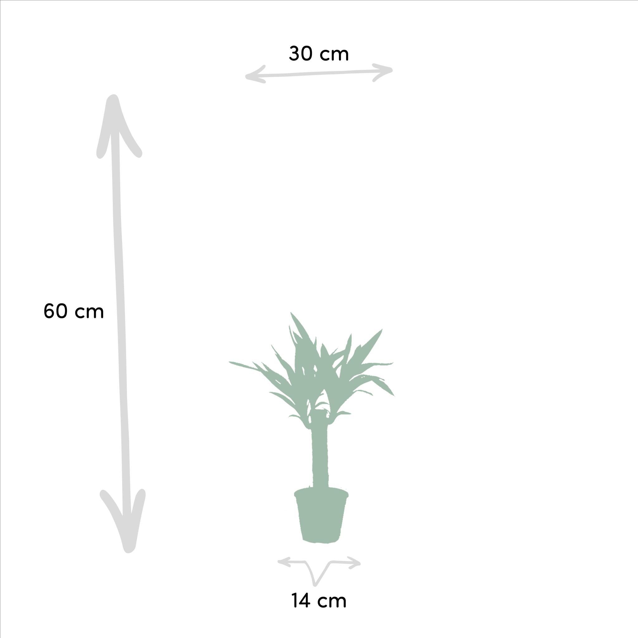 Yucca Mix Pflanze klein