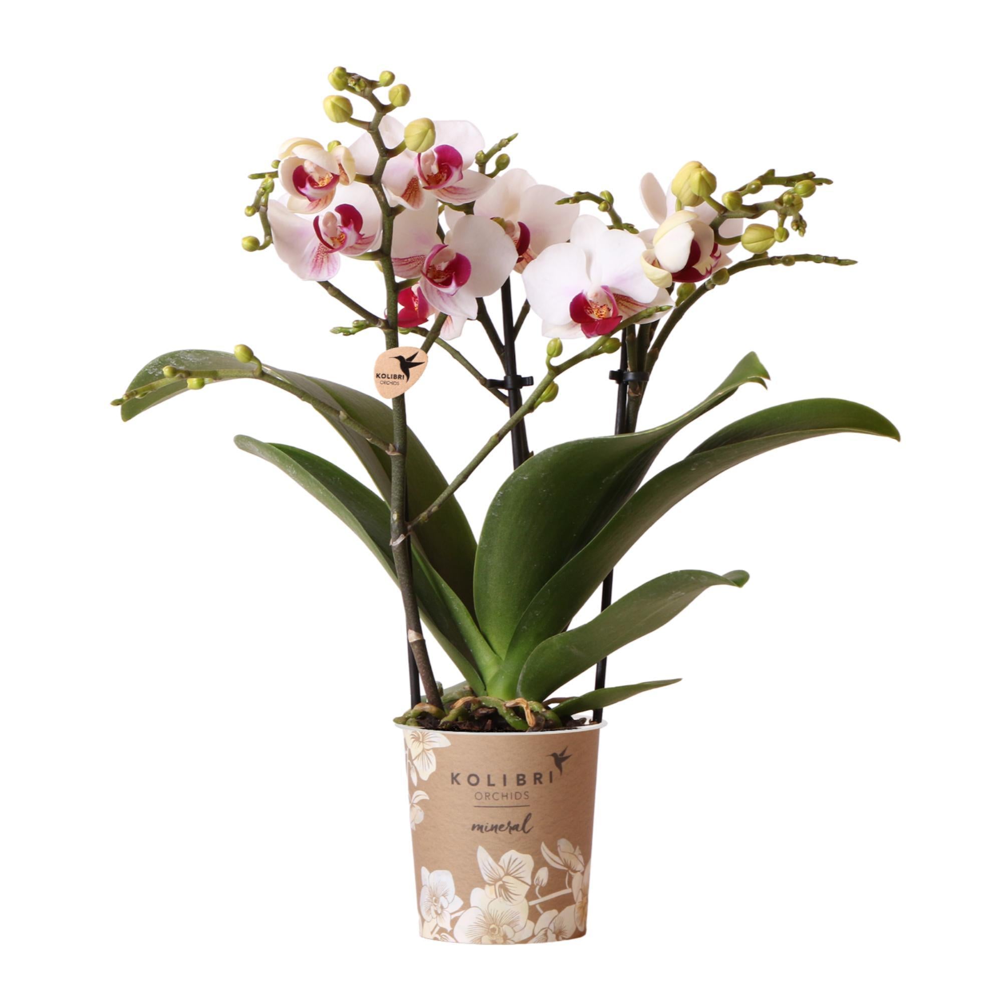 Weiße und rosa Orchidee kaufen