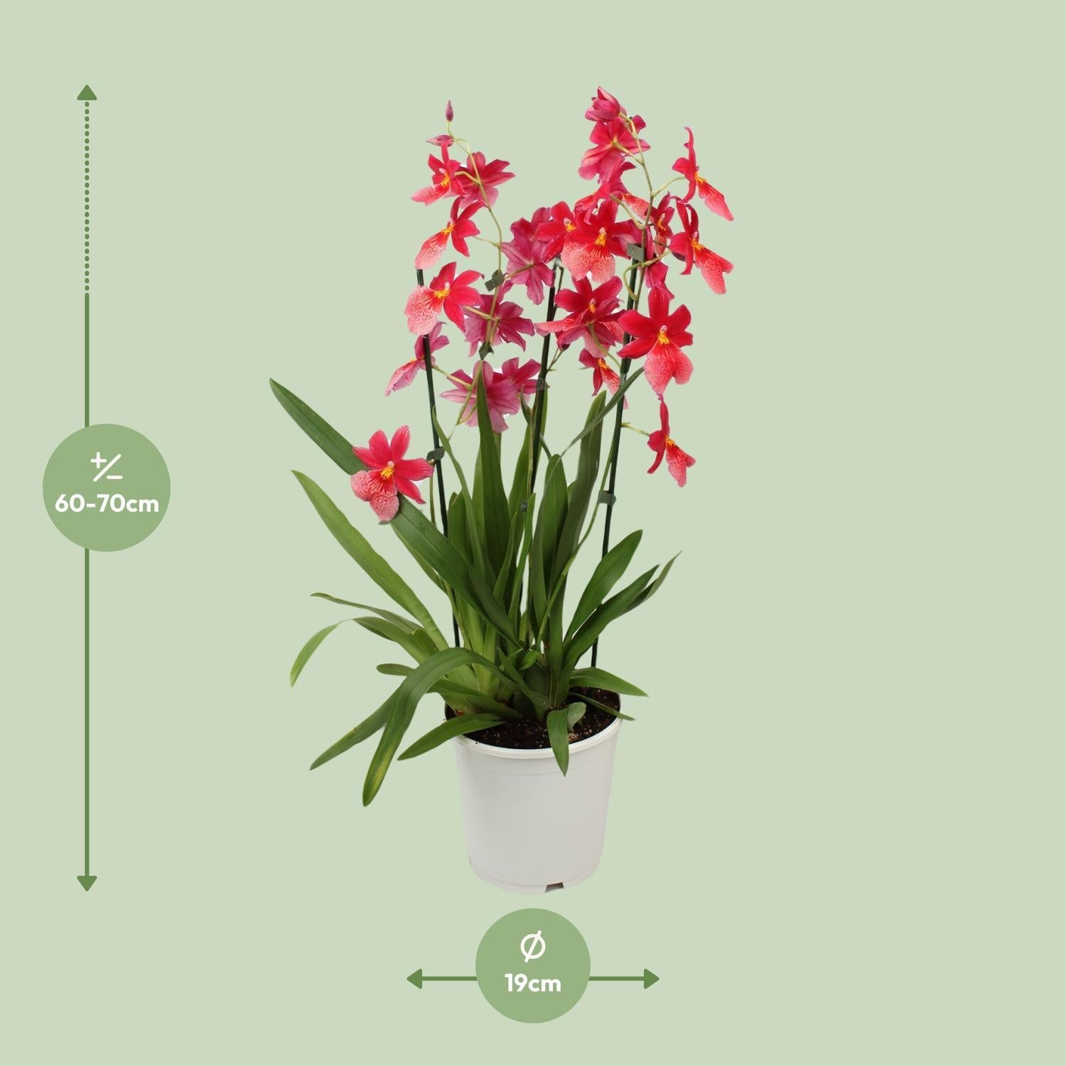 Cambria Orchidee kaufen
