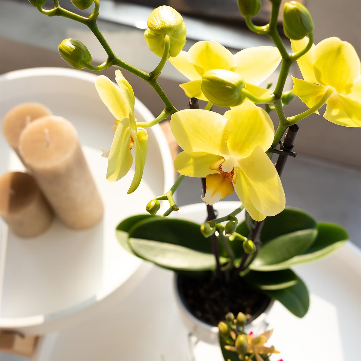 Gelbe Phalaenopsis-Orchidee online kaufen