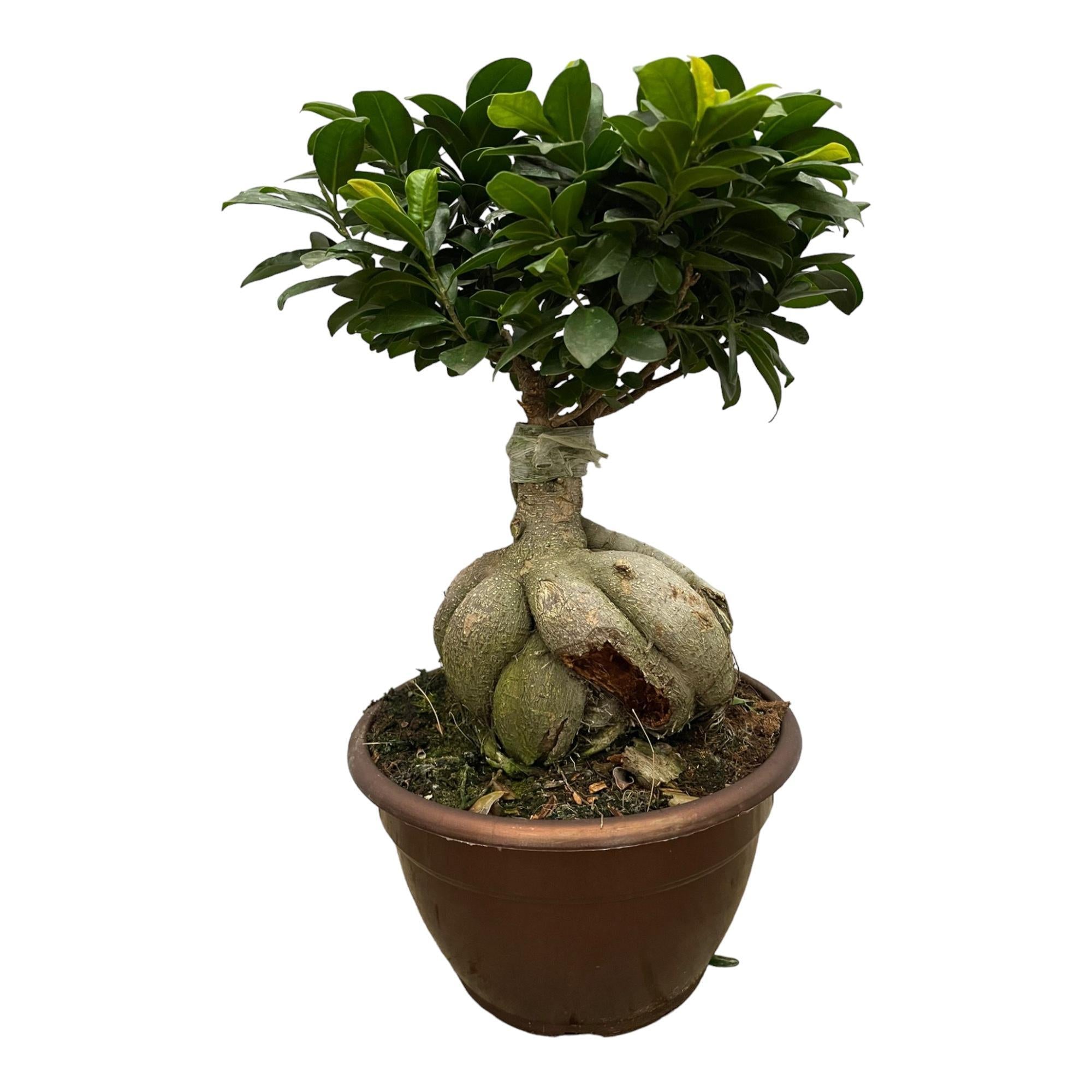 Bonsai Ficus Kaufen 