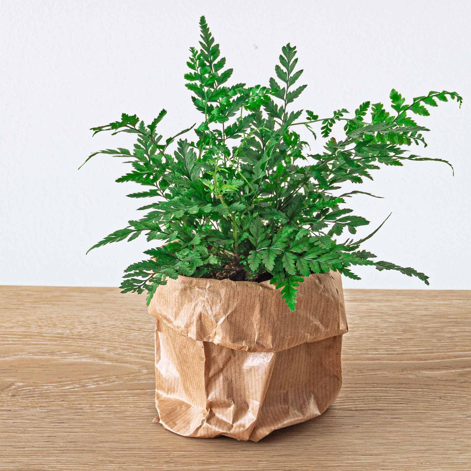 Pflanzenterrarium-Paket - Jungle