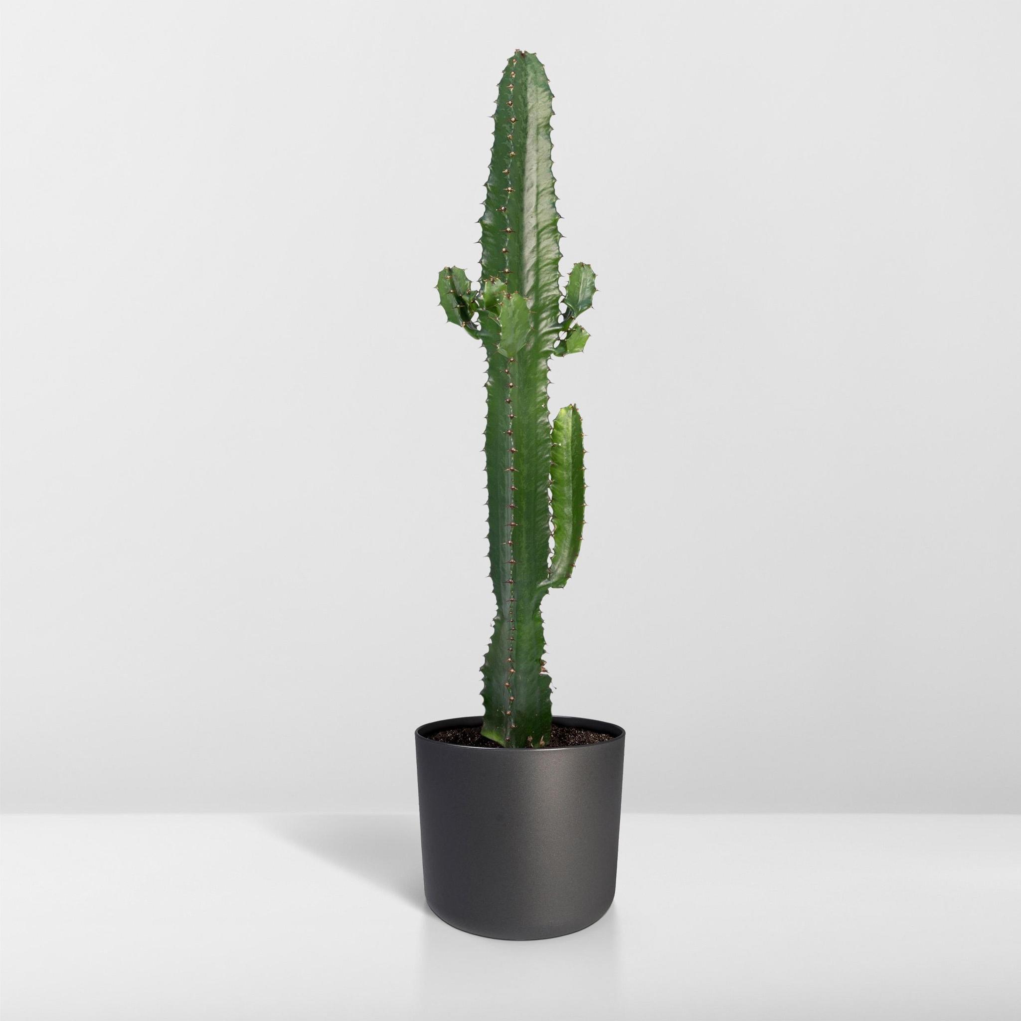 Kaktus Euphorbia Große kaufen