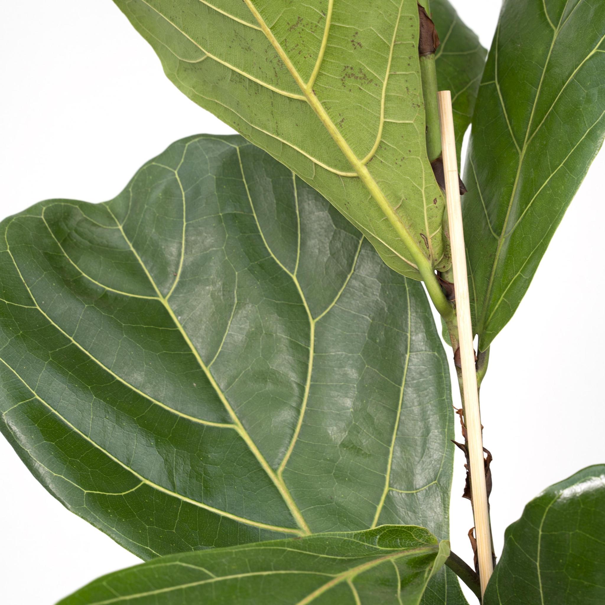 Ficus Lyrata (Geigenfeige) Blätter