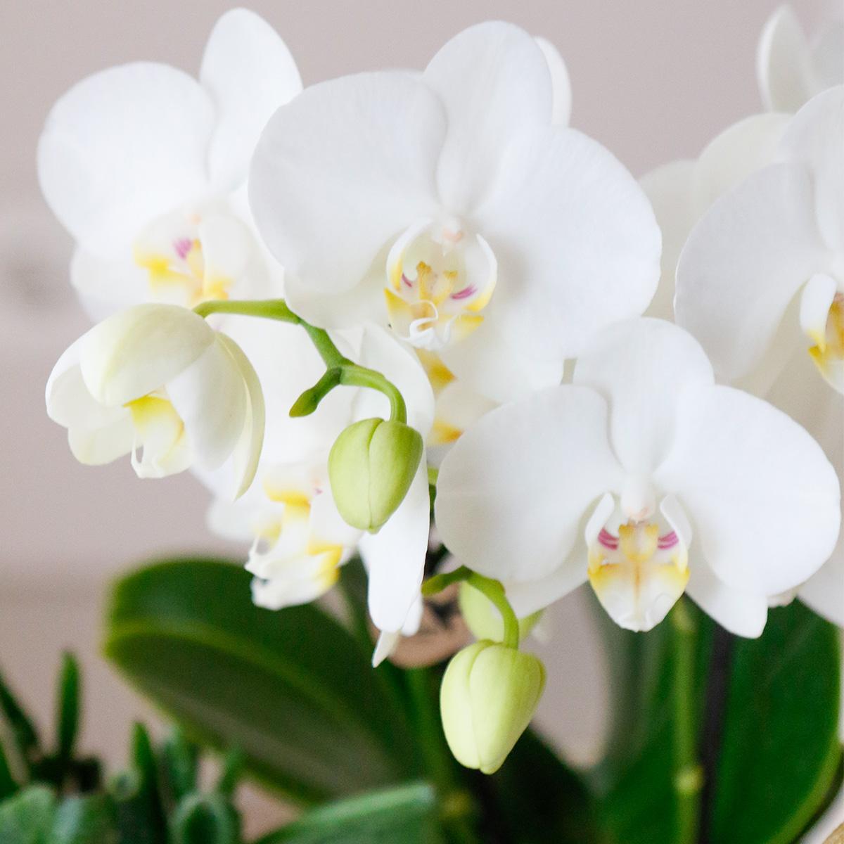 Coffret cadeau de vie de luxe | Ensemble de plantes blanc