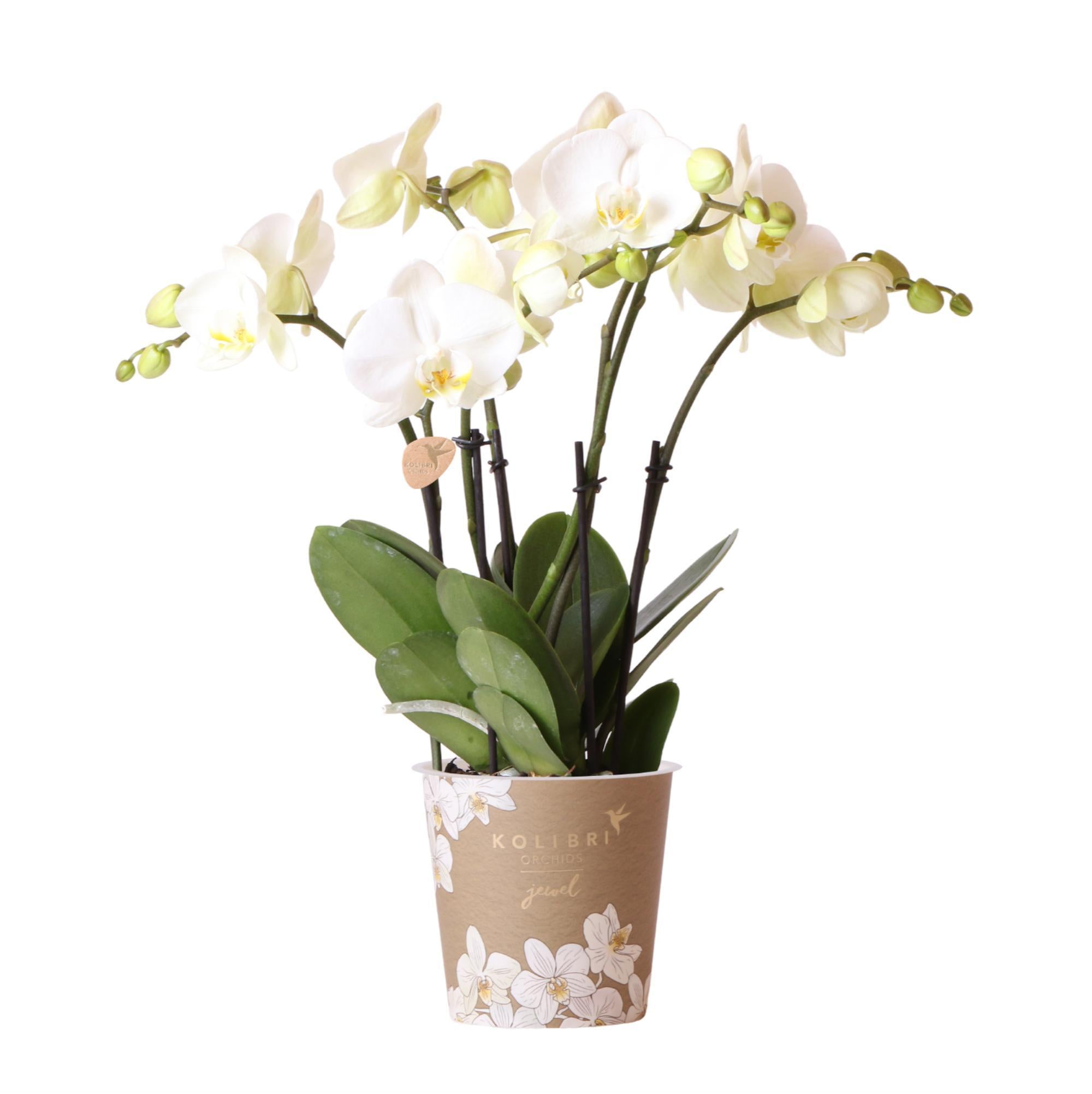 Weiße Orchidee kaufen