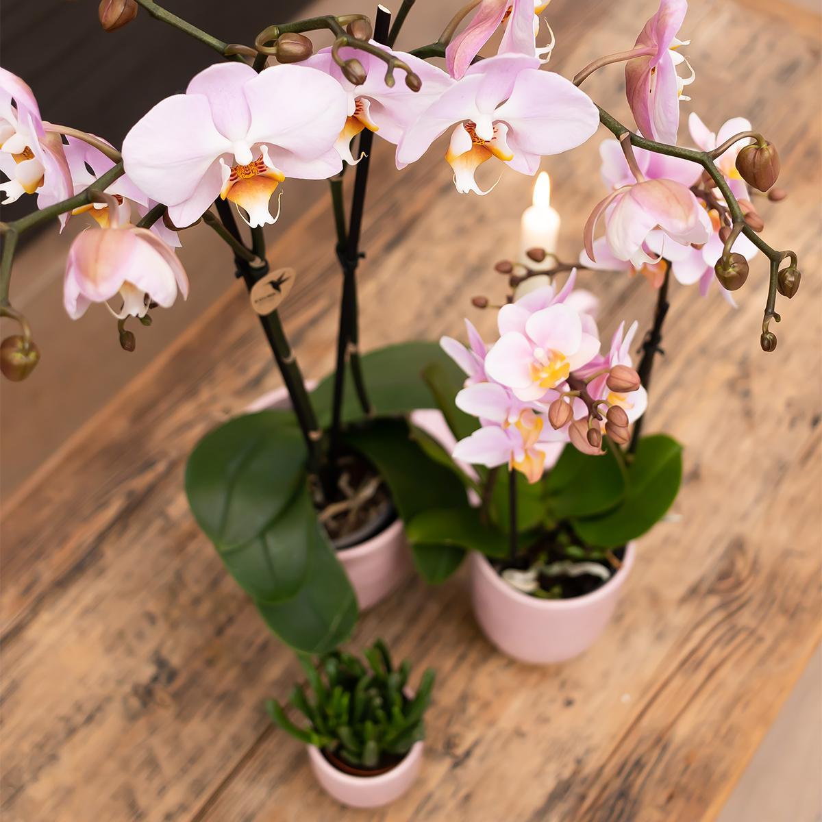 Rosa Phalaenopsis-Orchidee bestellen