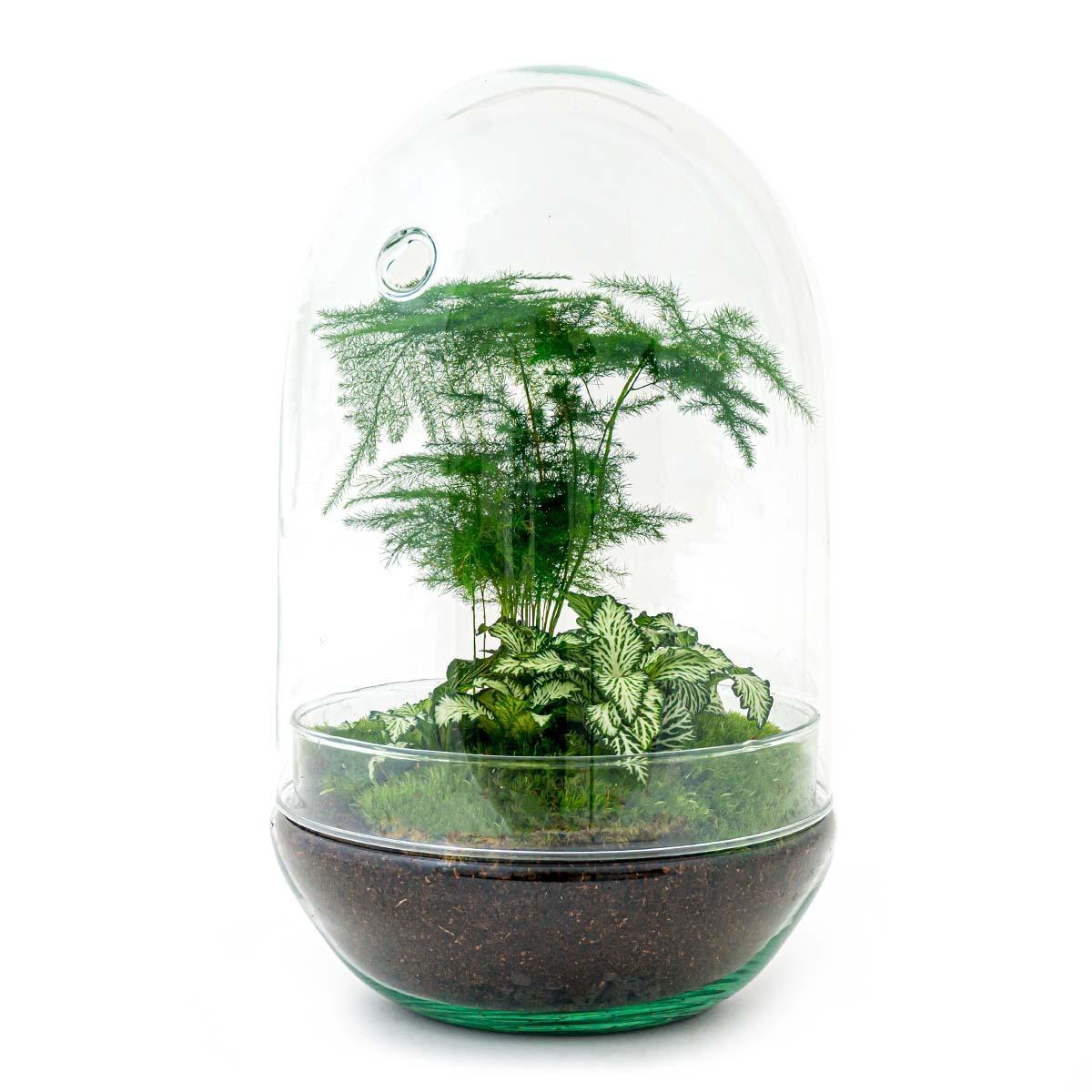 Pflanzen Terrarium Glass