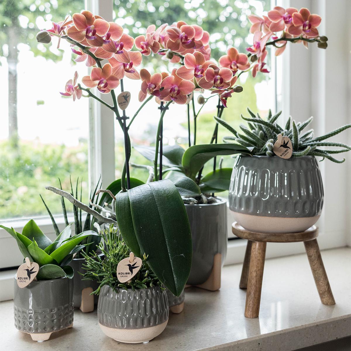 Support à plantes en bois pour orchidées