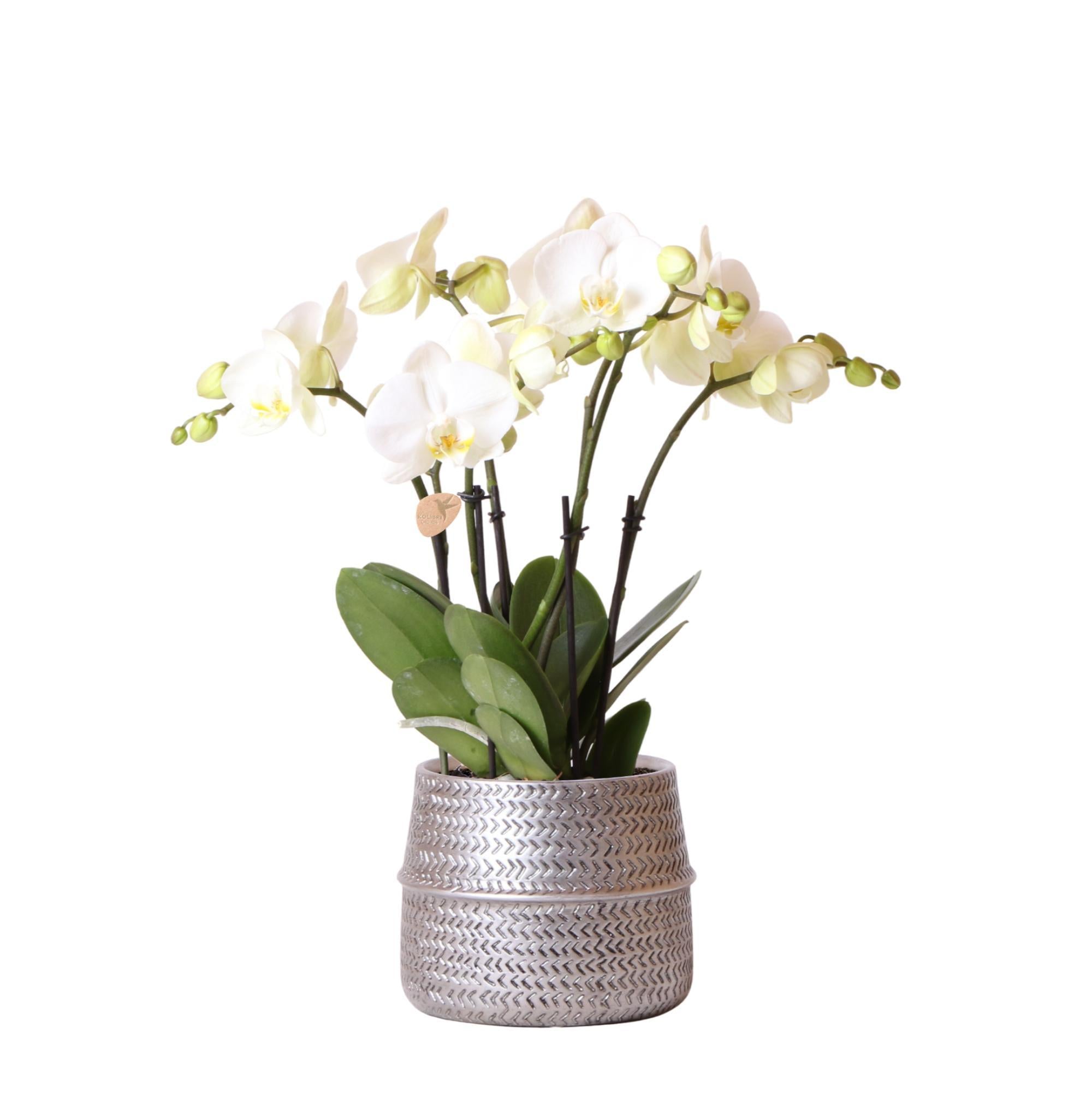 Weiße Phalaenopsis-Orchidee im Groove-Ziertopf silber