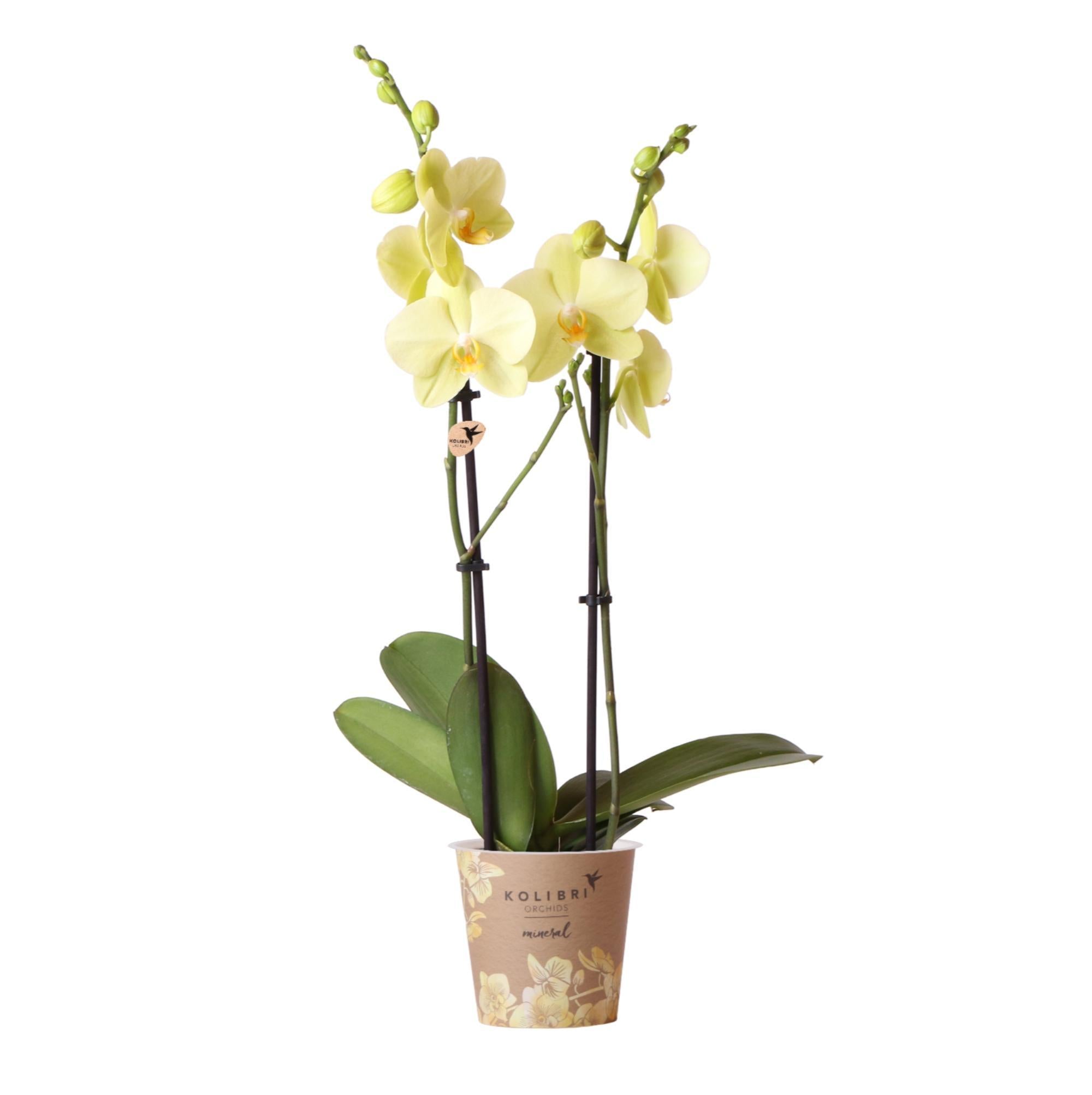 Gelbe Phalaenopsis-Orchidee kaufen